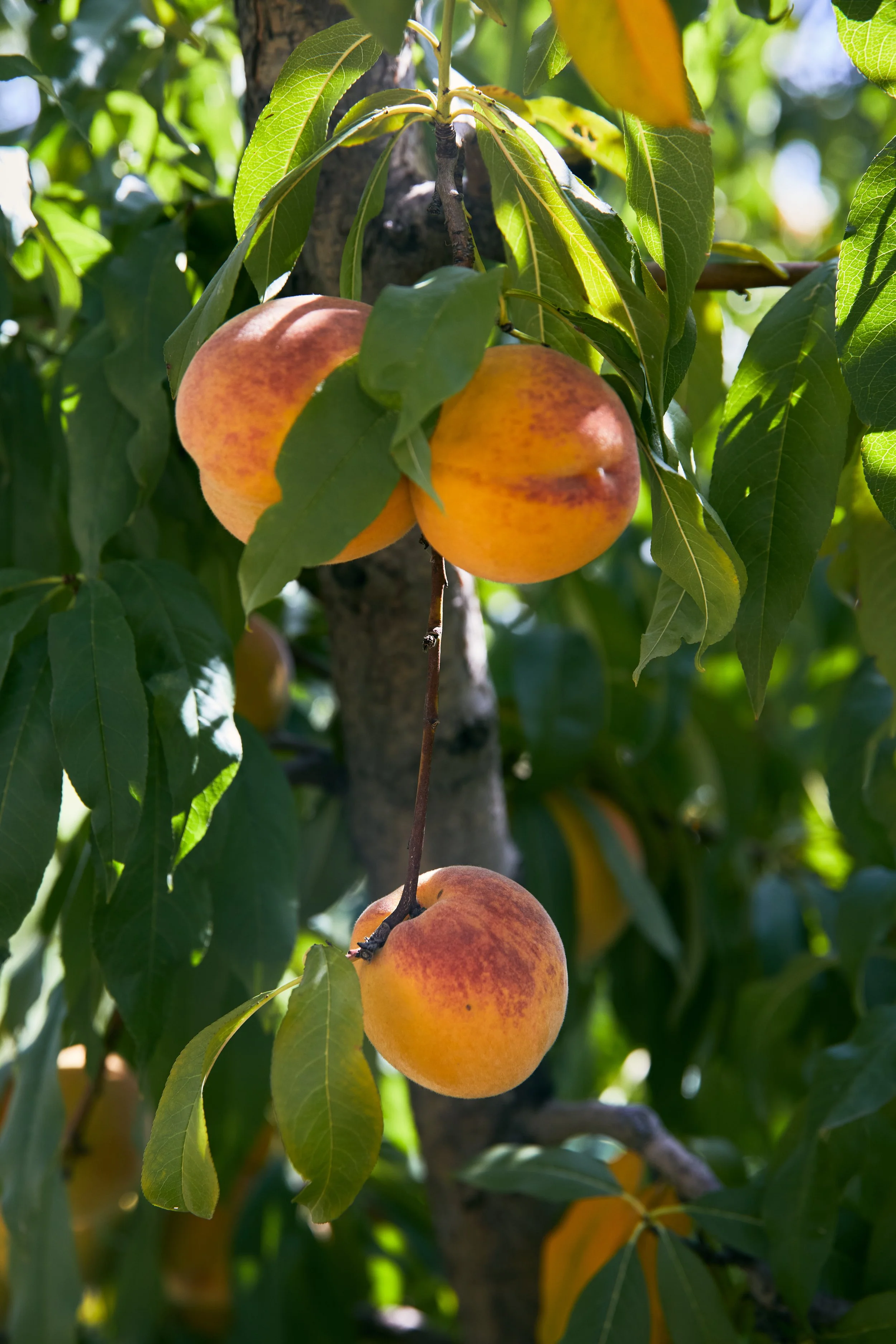MCL_PistaccioFarm-Sicily21_ 6.jpg