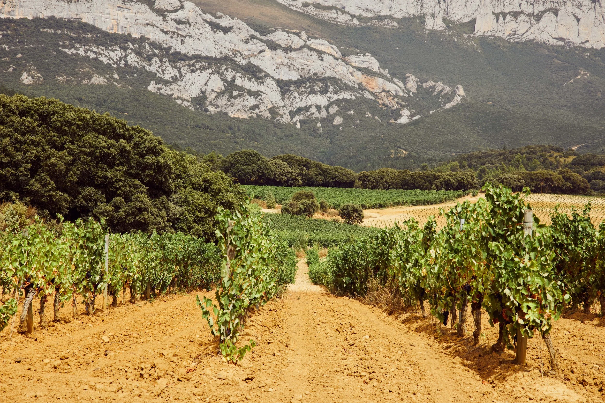 SP-RJ-PR-02_Pujanza 116.jpg