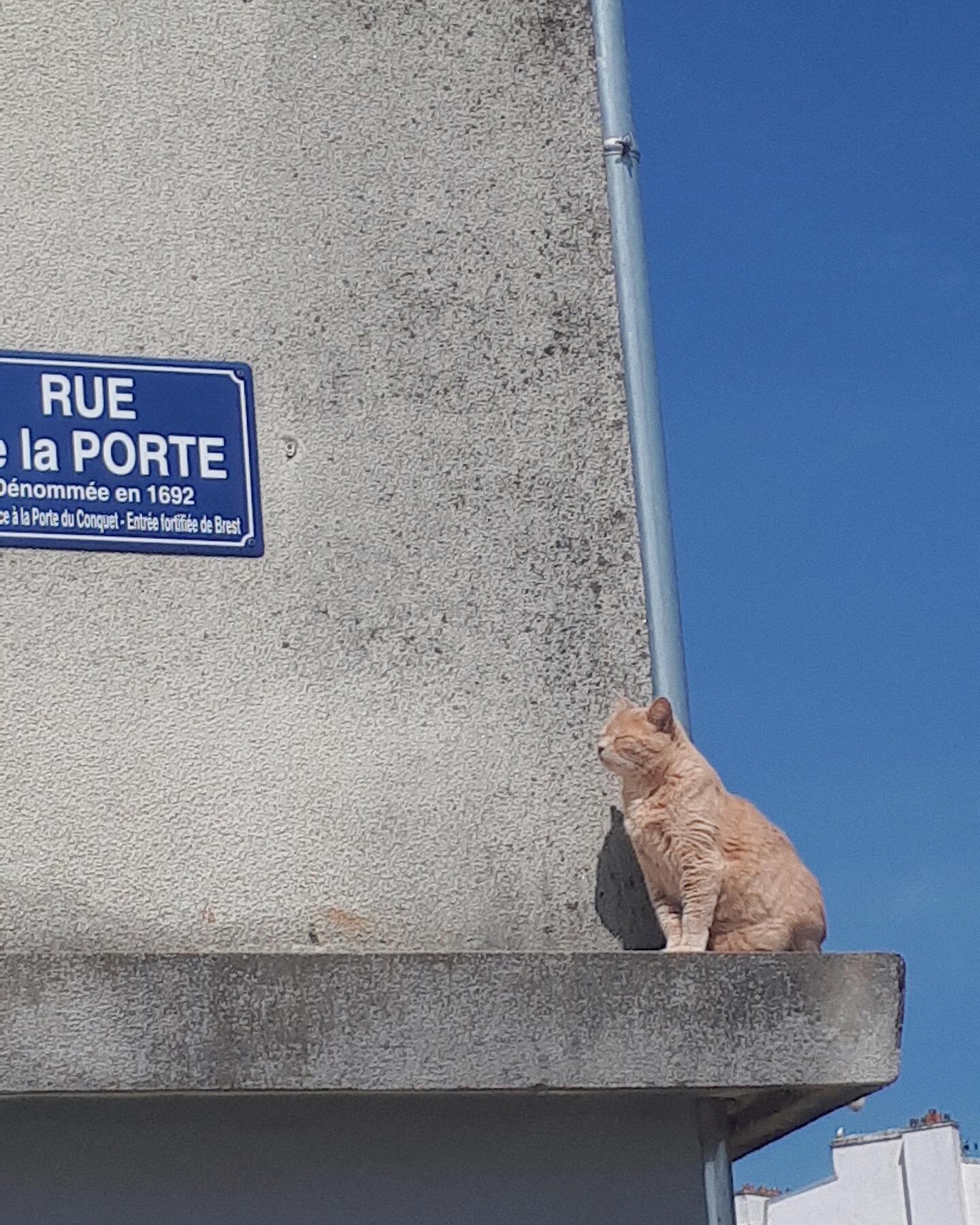 waiting for spring like ✿
.
.
.
.
#spring #sun #cat #kitty #kitten #tbt #aesthetic #instagood #inspiration #waiting #city #seaside #sunnyday #defibriques #bluesky #breath #feelinggood