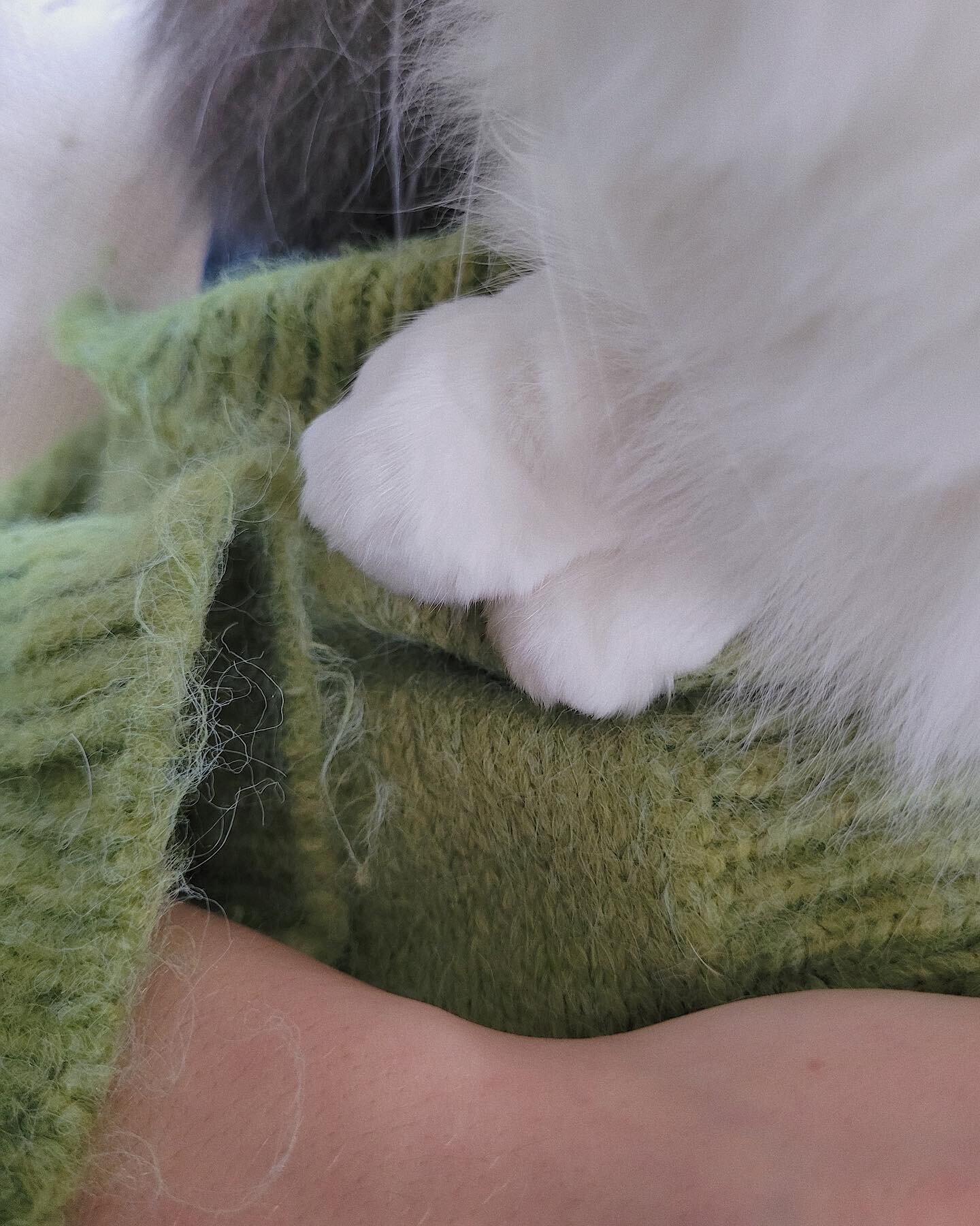 Patpatpat 🌿🐈
Flew qui pose sur mon nouveau gilet couleur cotyl&eacute;dons 🌱
.
.
.
.
#cat #cute #paws #tiny #smol #green #sweater #kitty #kitten #spring #smallbusiness #moment #inspo #pinterest #fluff #fluffycat #fluffy #color #white #adorable #lo