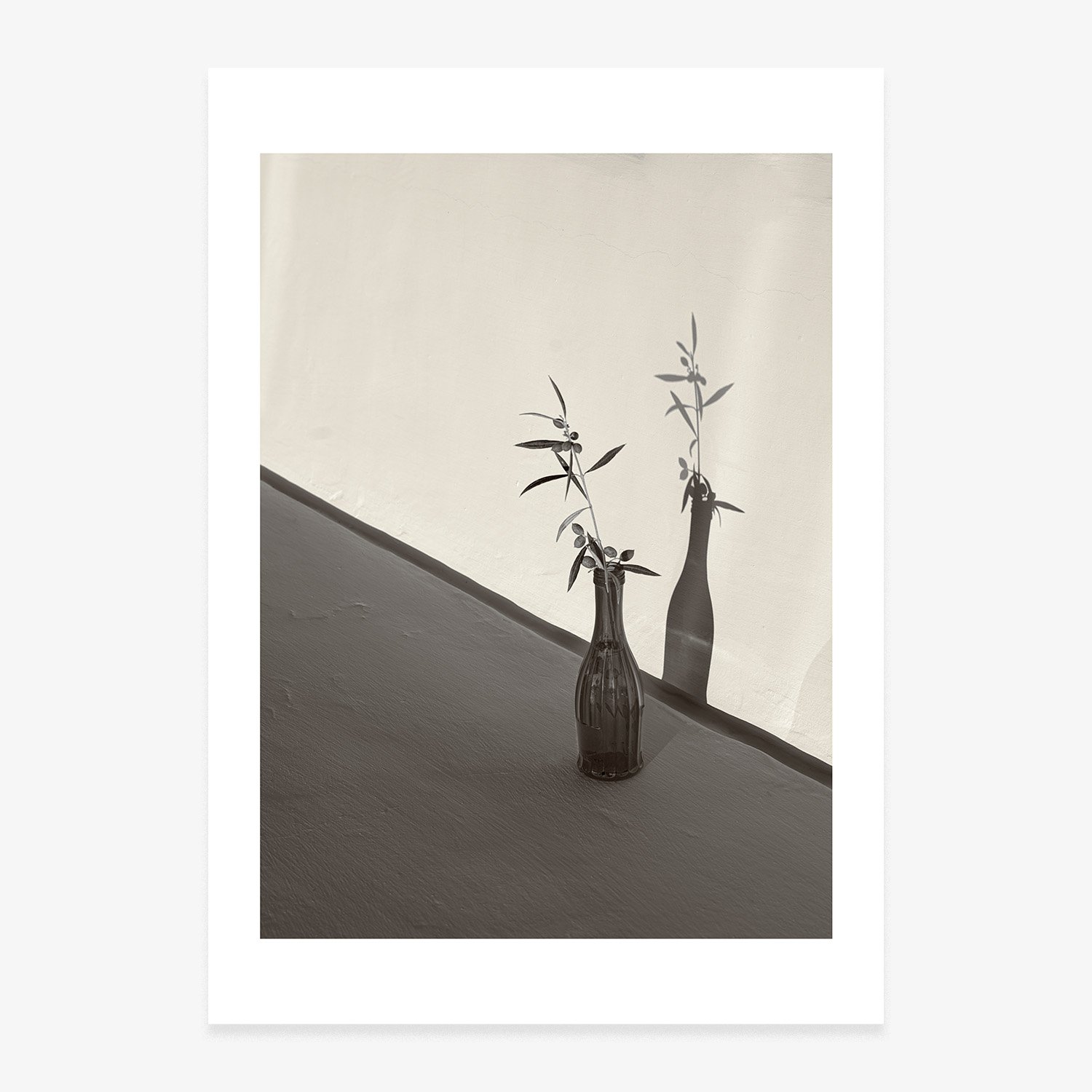 'ECHO OF THE OLIVE'