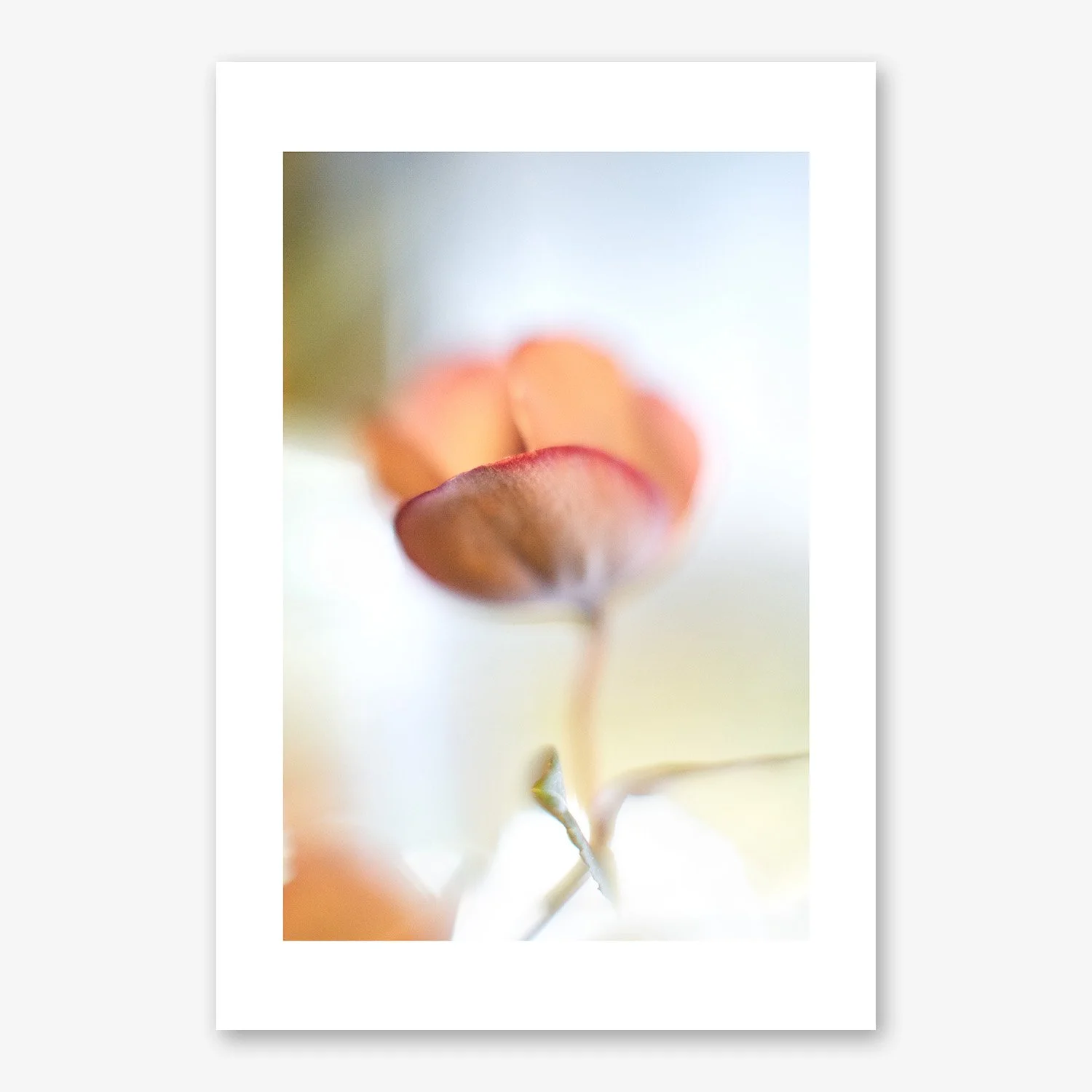 'PASTEL SPELL'