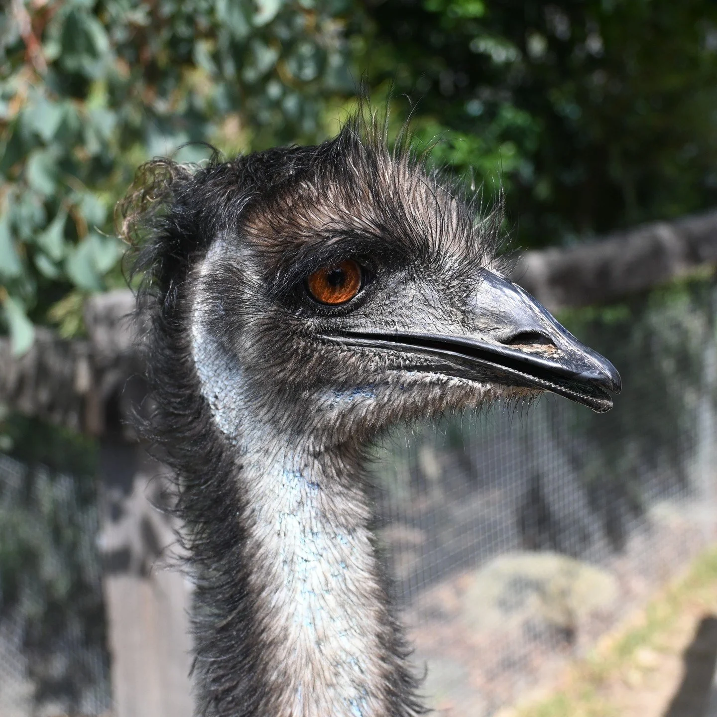 It wouldn't be a proper album of Australia without mention of its wildlife, so here is a short collection of some friends I met along the way.
Polar night is one thing, but up here, plants don't exactly grow, and animals in the cold season are few a