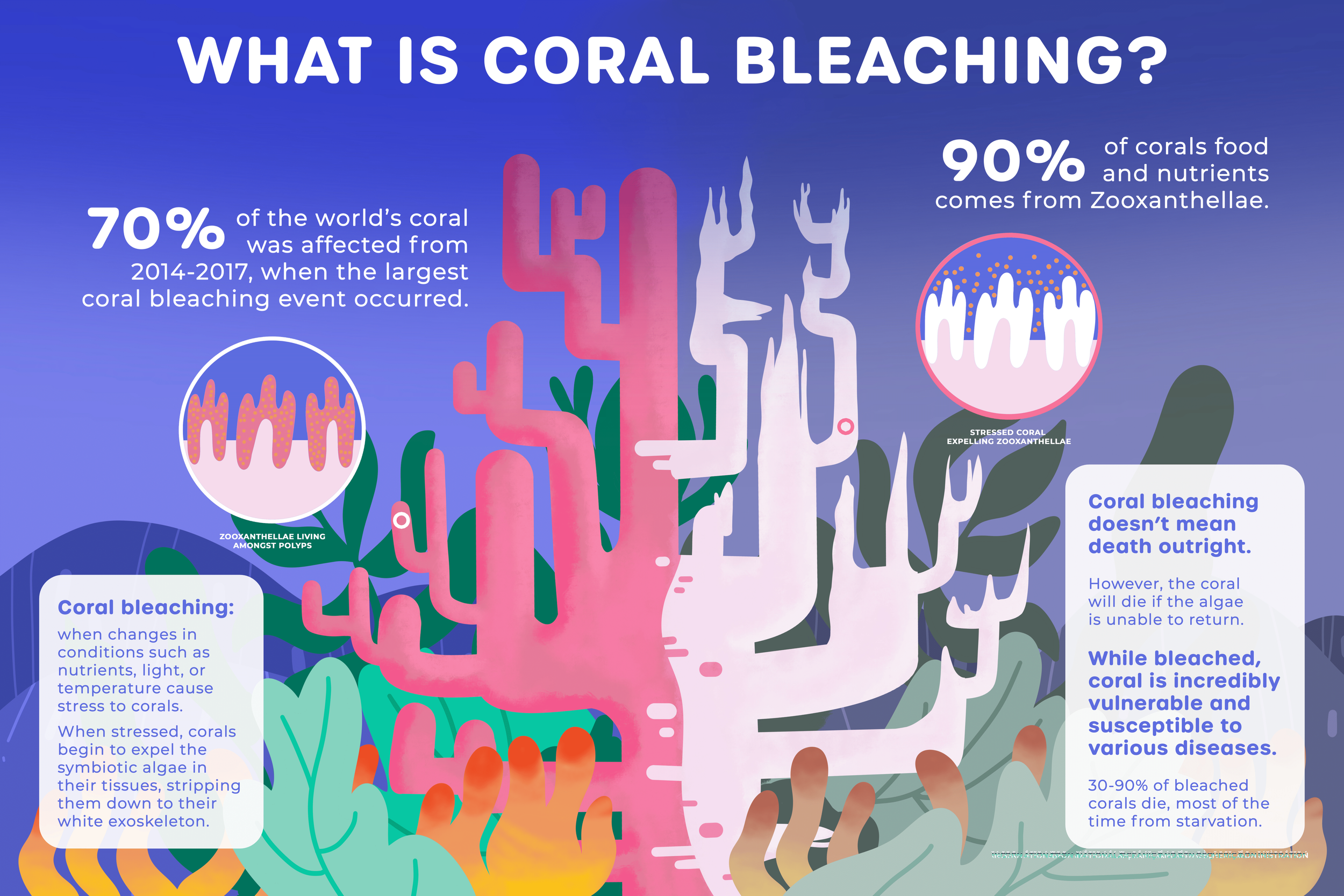 S23_Nye-FoxSaydee_4302_WhatIsCoralBleaching-1.png