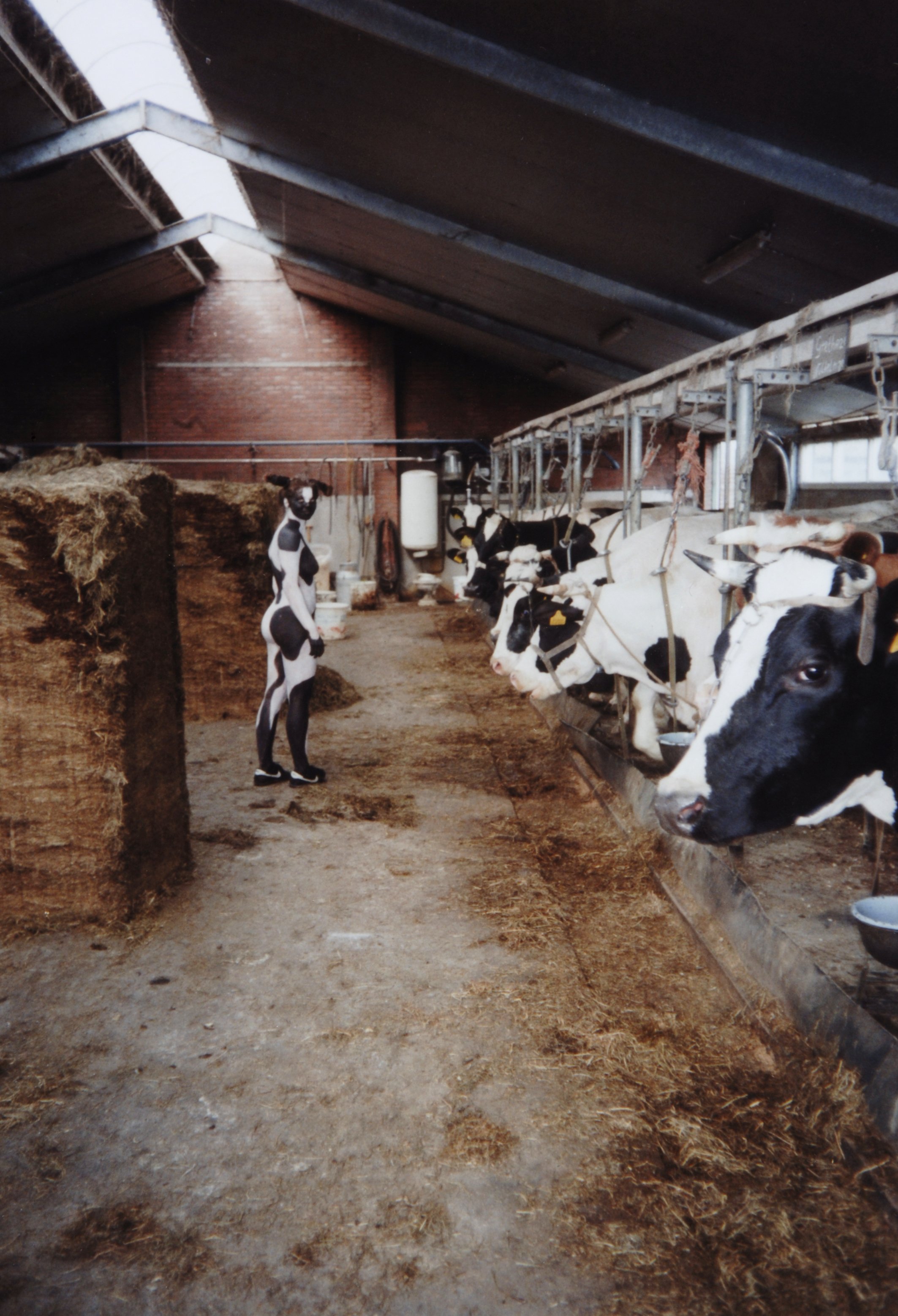 Linda Molenaar 199404 Cow 02.jpg