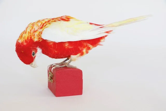 2024-01 Rosella Pirata .jpeg