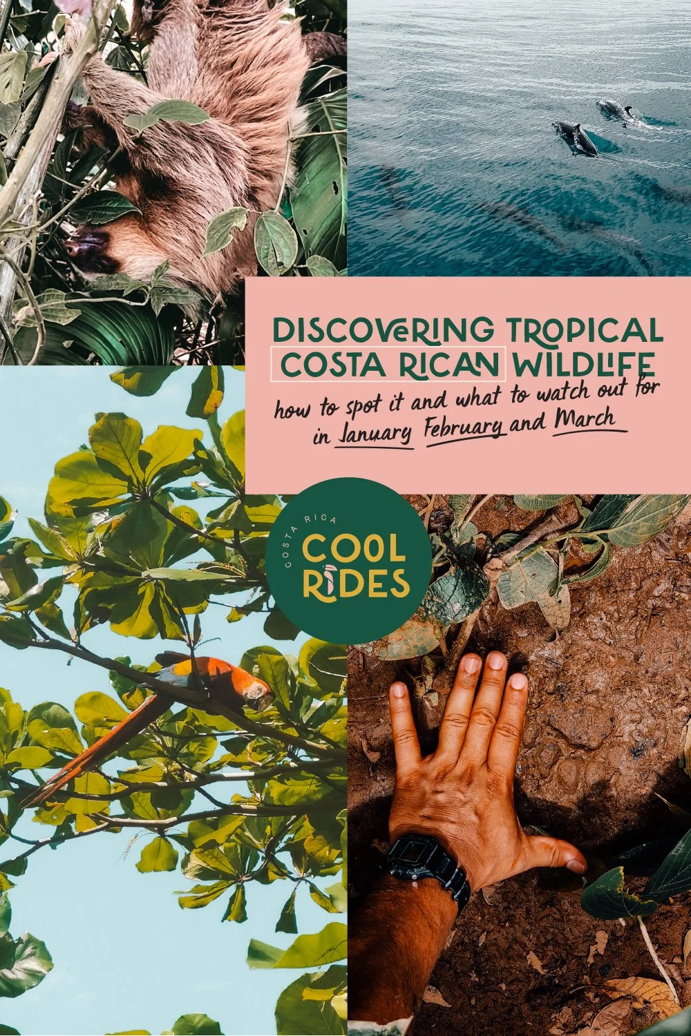 Discovering Tropical Costa Rican wildlife: how to spot it and what to watch out for in January, February and March