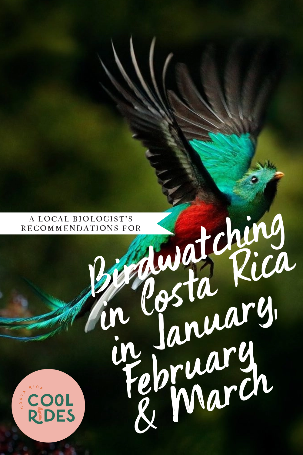 https://www.costaricacoolrides.com/tips-on-planning-a-trip-to-costa-rica/birdwatching-in-costa-rica-in-january-february-and-march