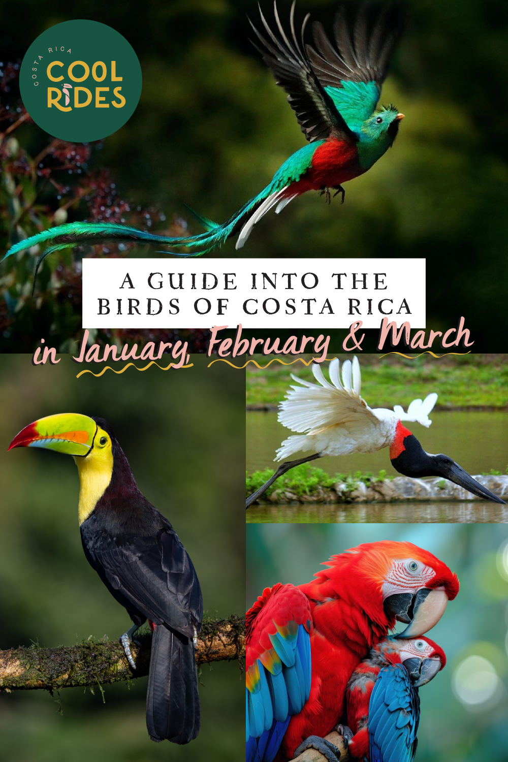 https://www.costaricacoolrides.com/tips-on-planning-a-trip-to-costa-rica/birdwatching-in-costa-rica-in-january-february-and-march