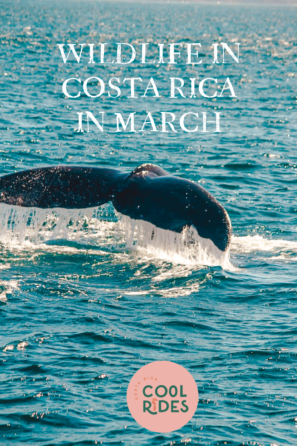 https://www.costaricacoolrides.com/tips-on-planning-a-trip-to-costa-rica/planning-a-costa-rica-trip-in-march-how-to-plan-your-best-itinerary