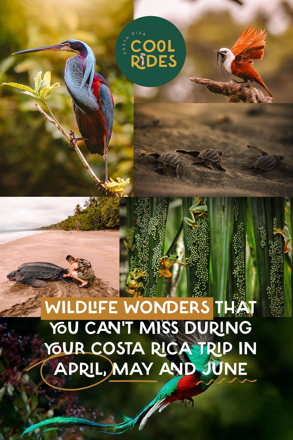 https://www.costaricacoolrides.com/tips-on-planning-a-trip-to-costa-rica/april-may-june