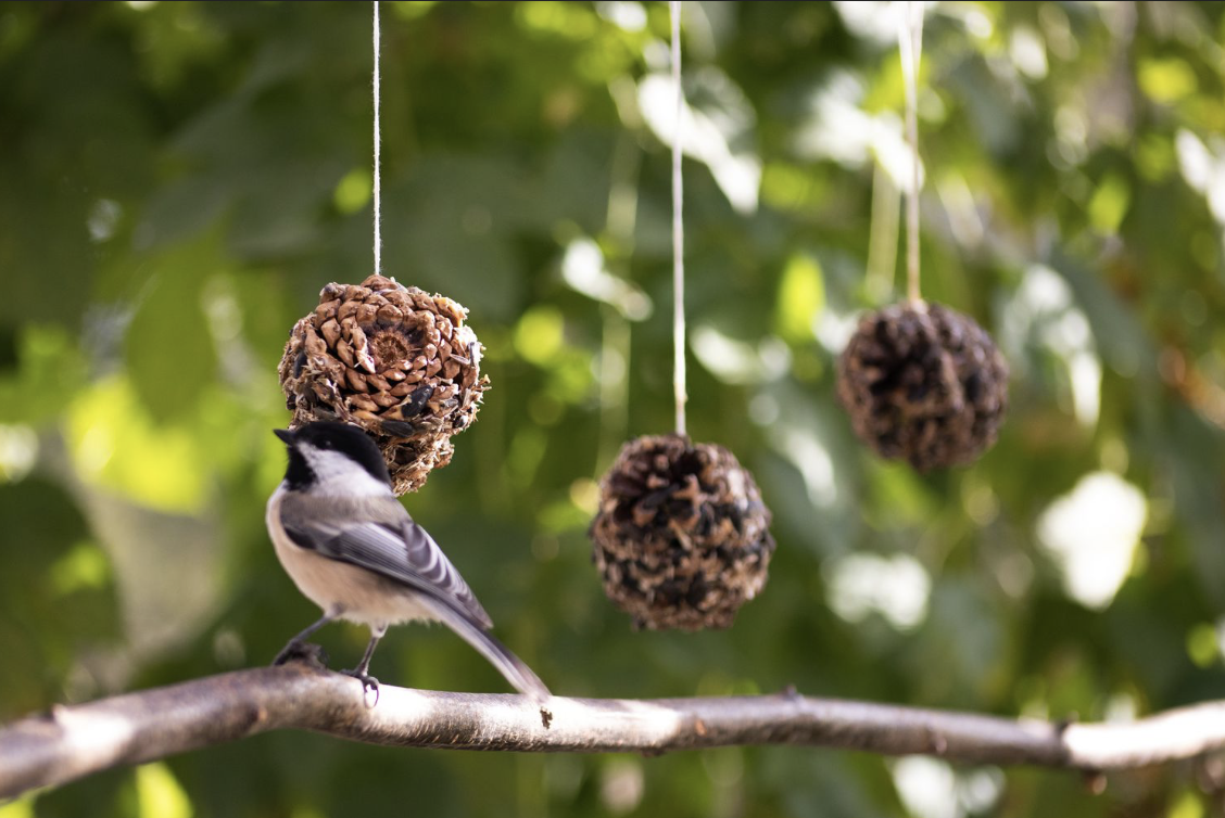 Pine Cone Bird Feeder Workshop