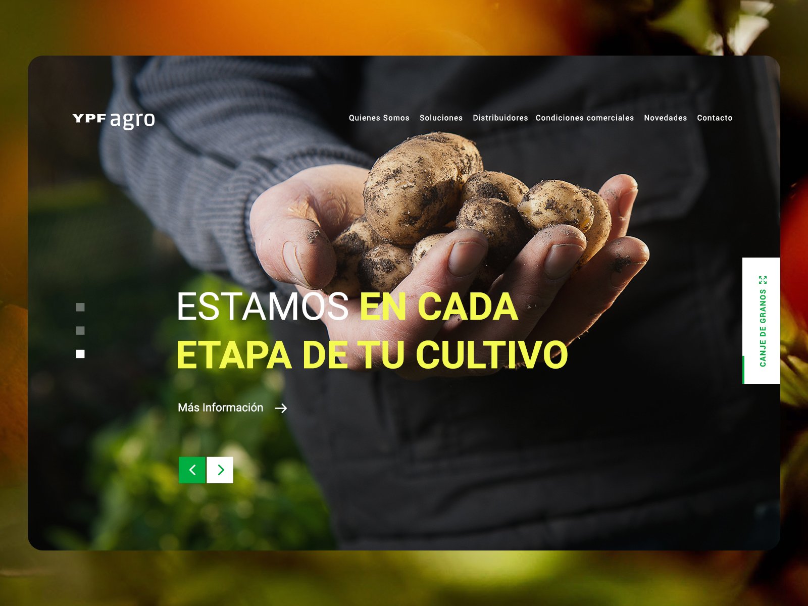 Persona sosteniendo papas recién cosechadas en campo agrícola