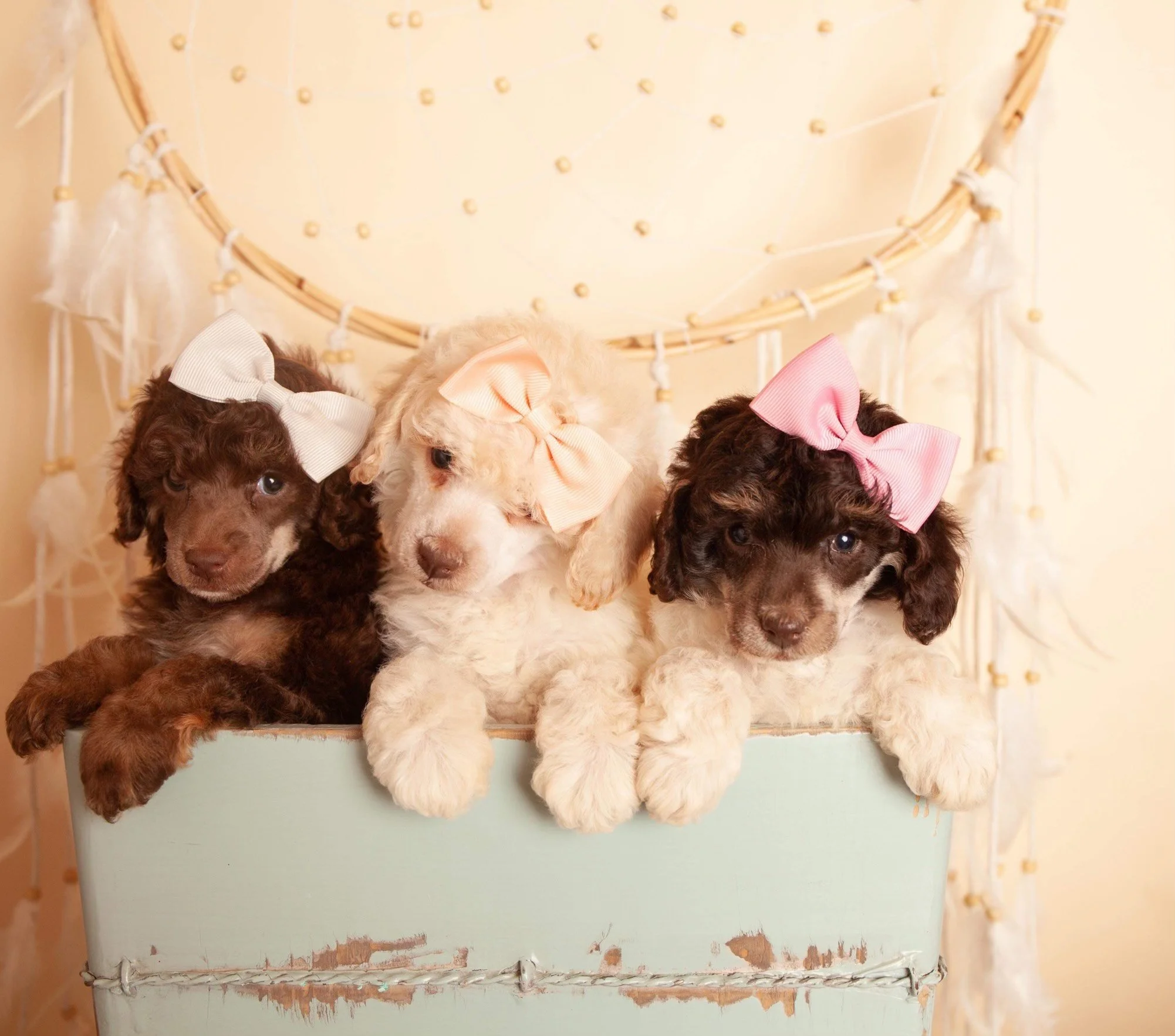 Cocker Spaniels & Mini Poodles | Find Your Perfect Puppy Today — Doods ...