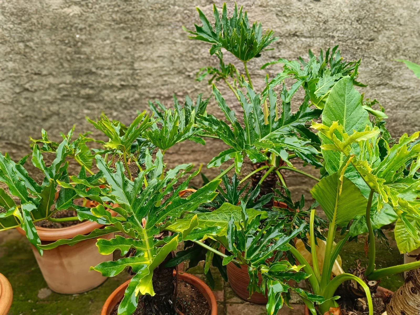 Plants at the Eduardo Villa house in joburg taken by architect Thorsten Deckler