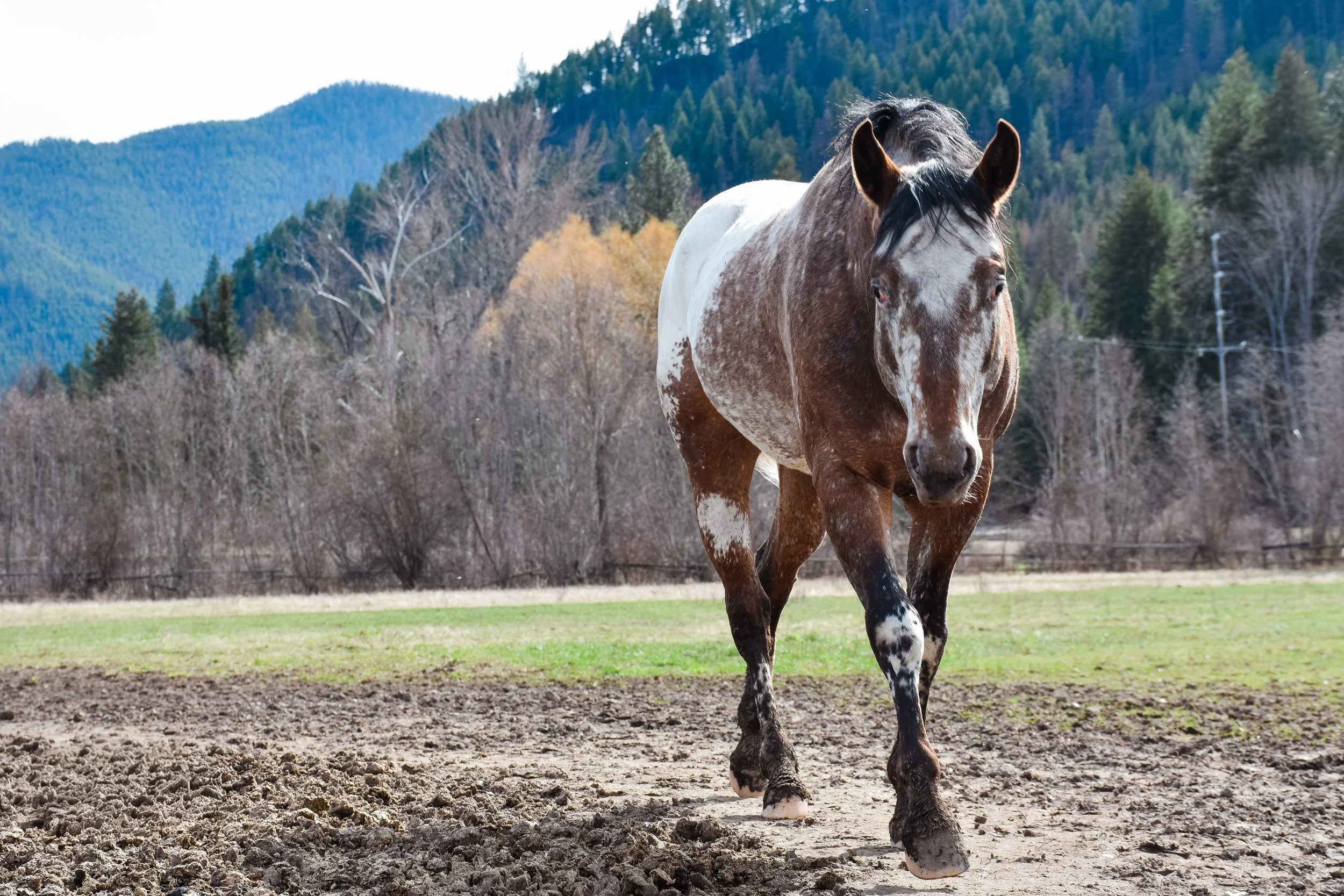 On the Ranch