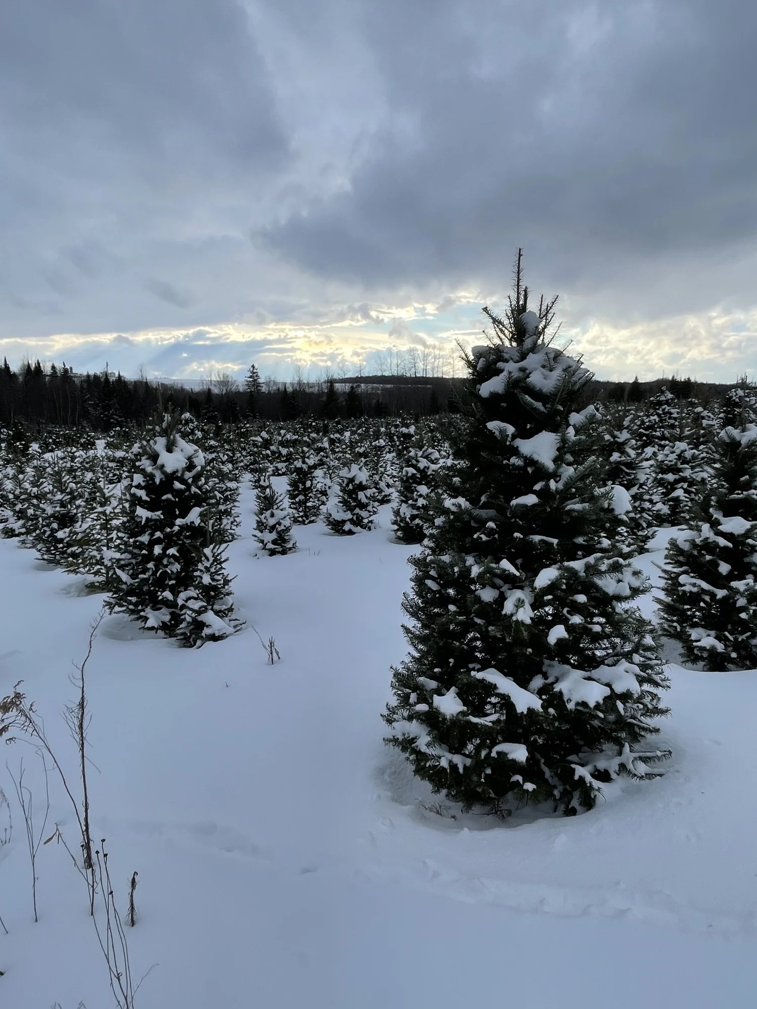 The Little Tree Farm - La Petite Ferme D'Arbres