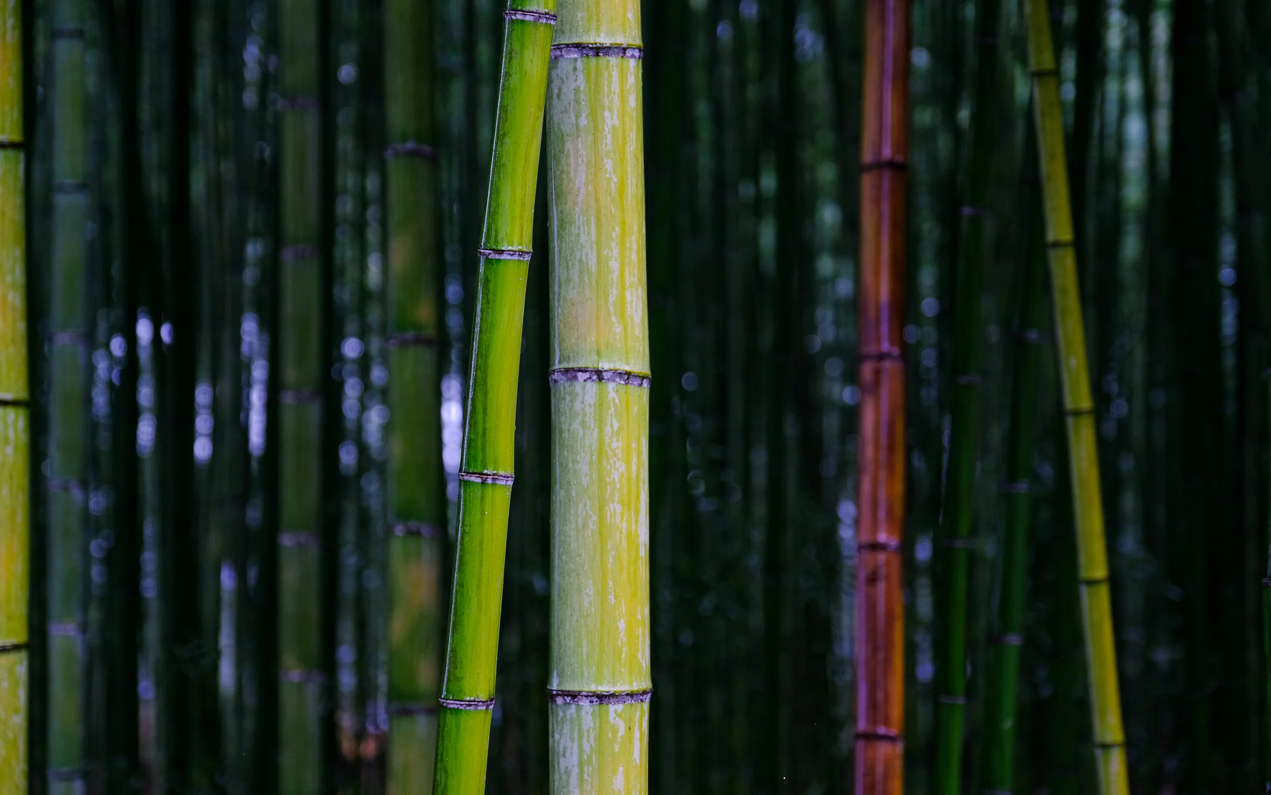 DSCF4263.jpg