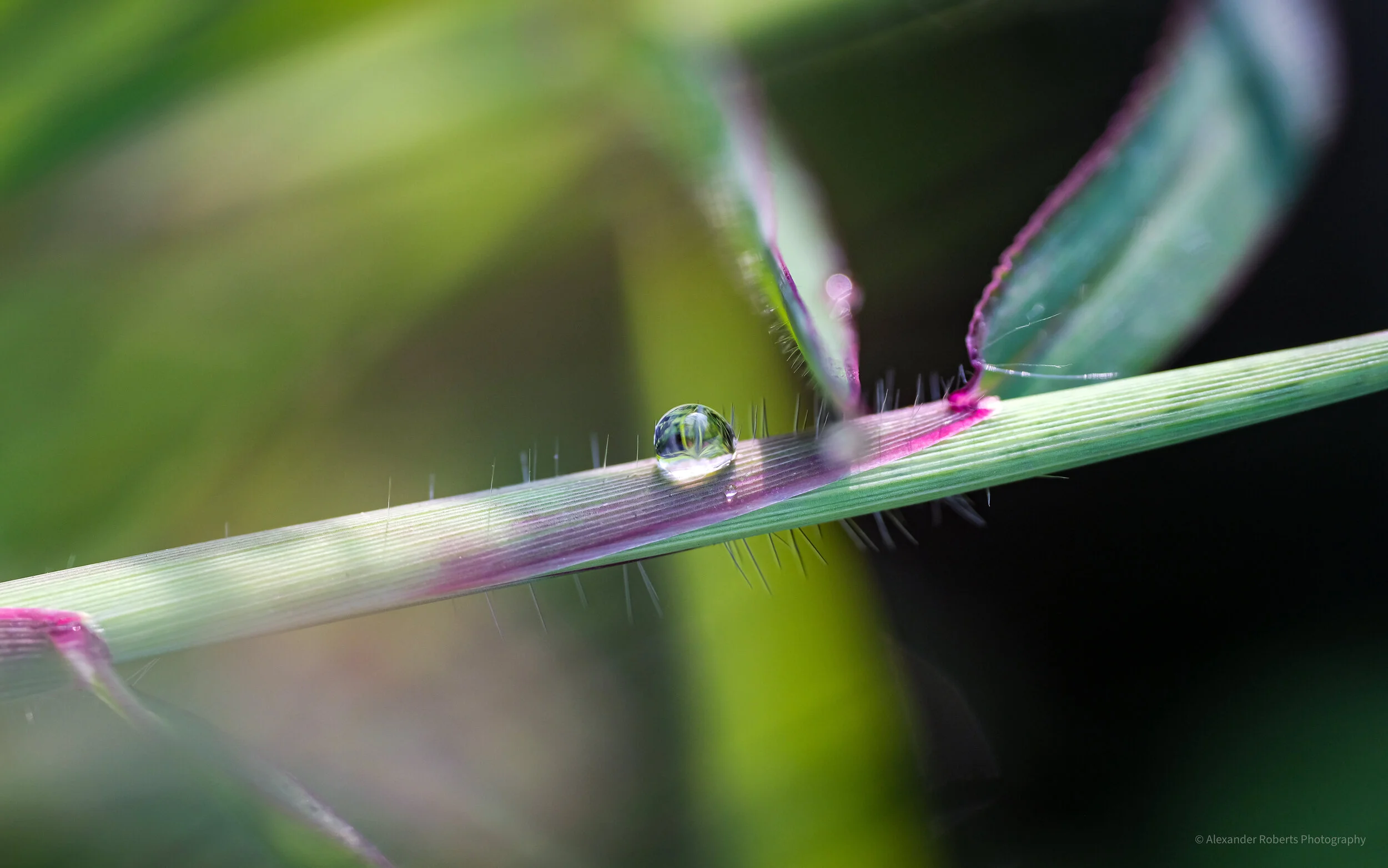 DSCF9349.jpg