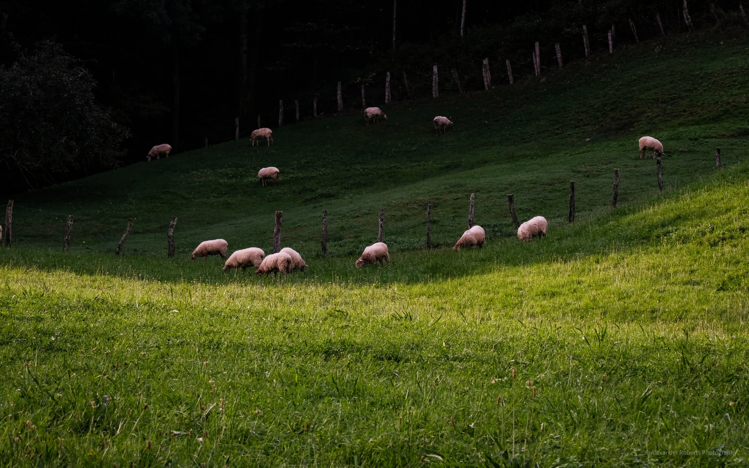 DSCF9356-2.jpg