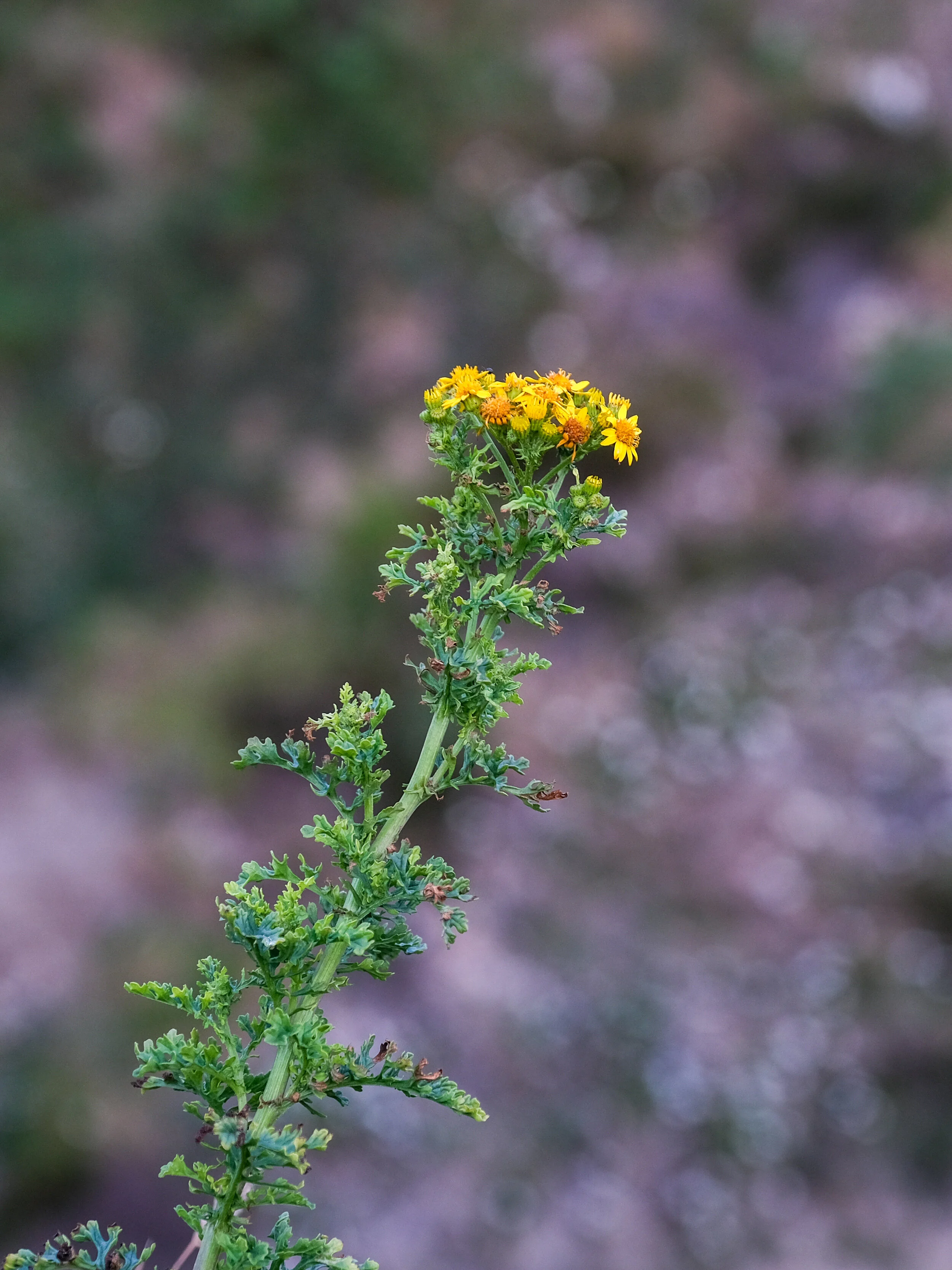 DSCF0353.jpg
