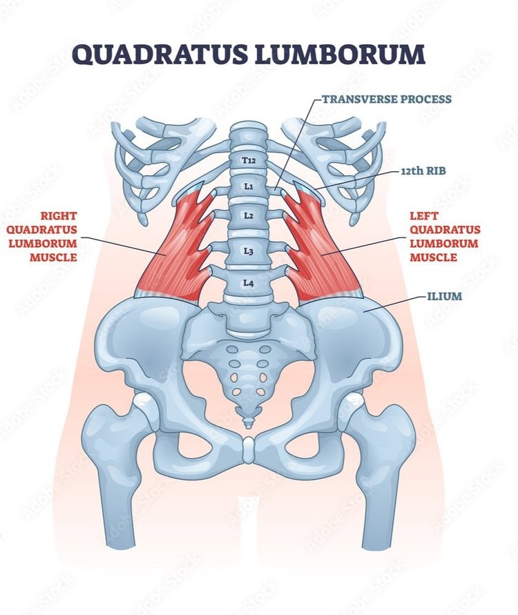 🗣Flank Pain - Quadratus Lumborum👇 . ❓Do you get Pain in this region? What  do you find relieves it? . 🎉Besides sounding like a Harry Potter spell,  the, By The Strength Therapist