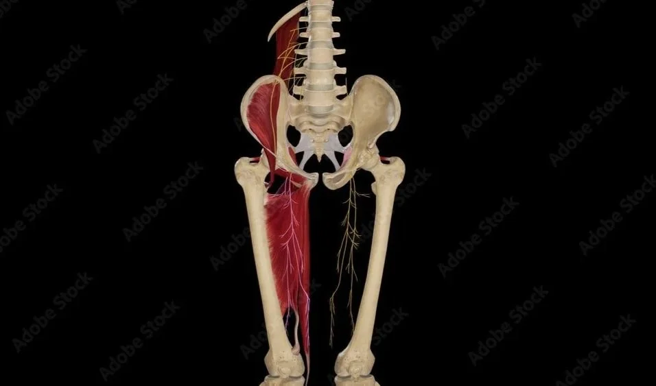 The Obturator Nerve: When “Groin Strain” Isn’t a Muscle Problem