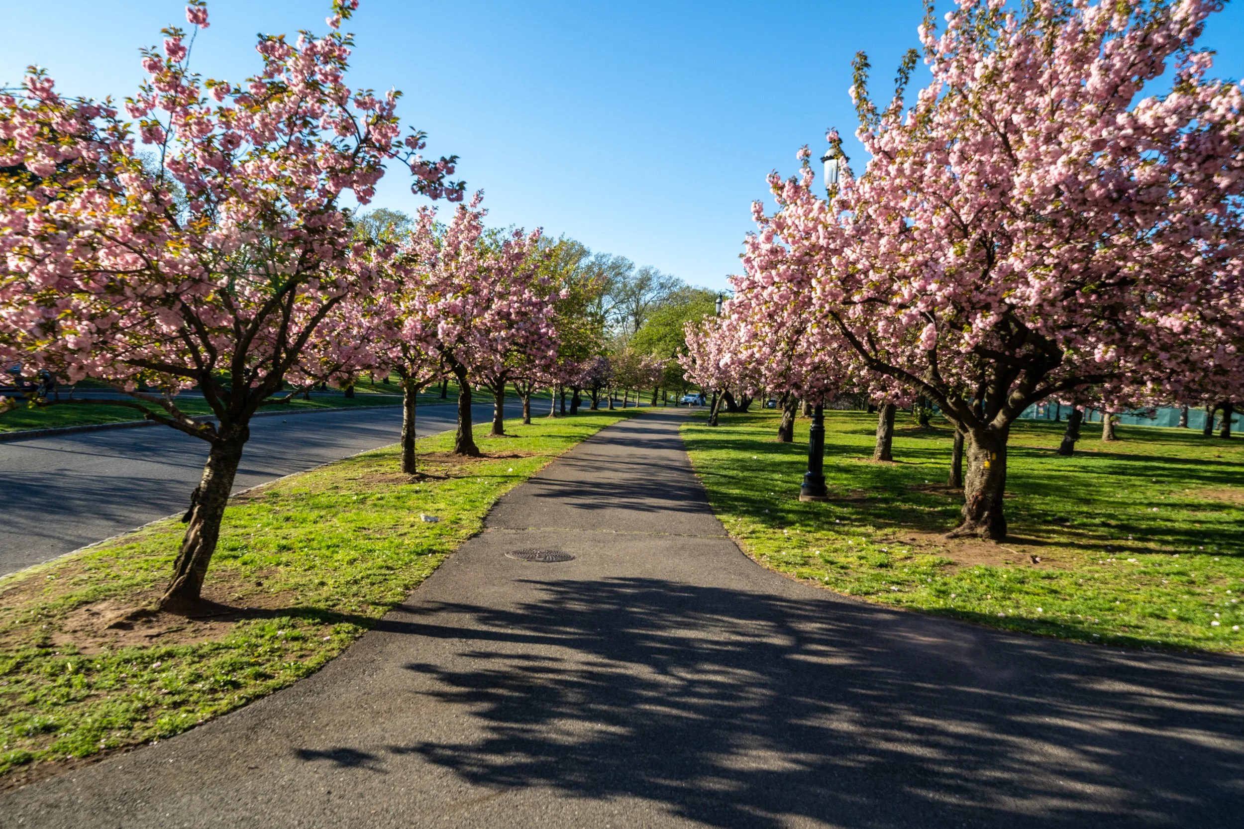 Branch Brook Park's Cherry Blossom Festival takes place in April