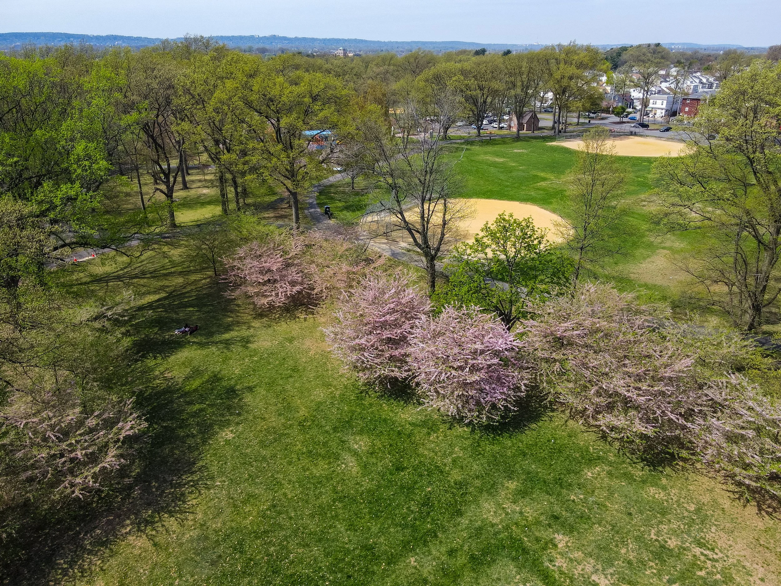 An aerial view of a park with pink blooming trees, green grass, and baseball fields, surrounded by residential houses and streets.