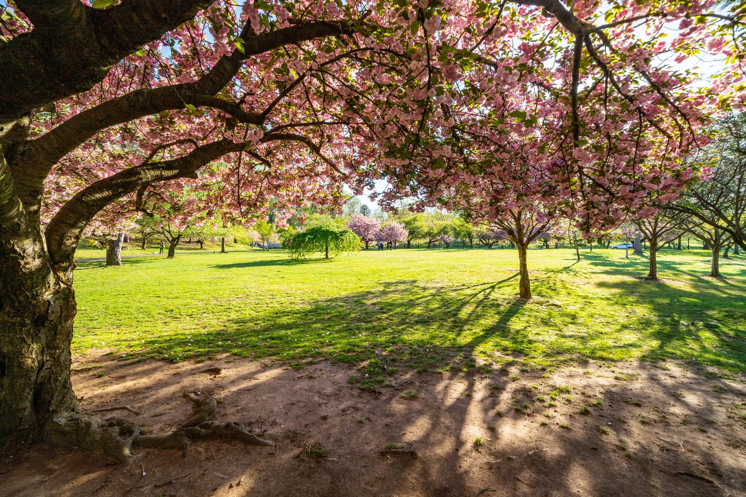Park with blooming pink cherry blossom trees, green grass, and sunlight casting shadows.