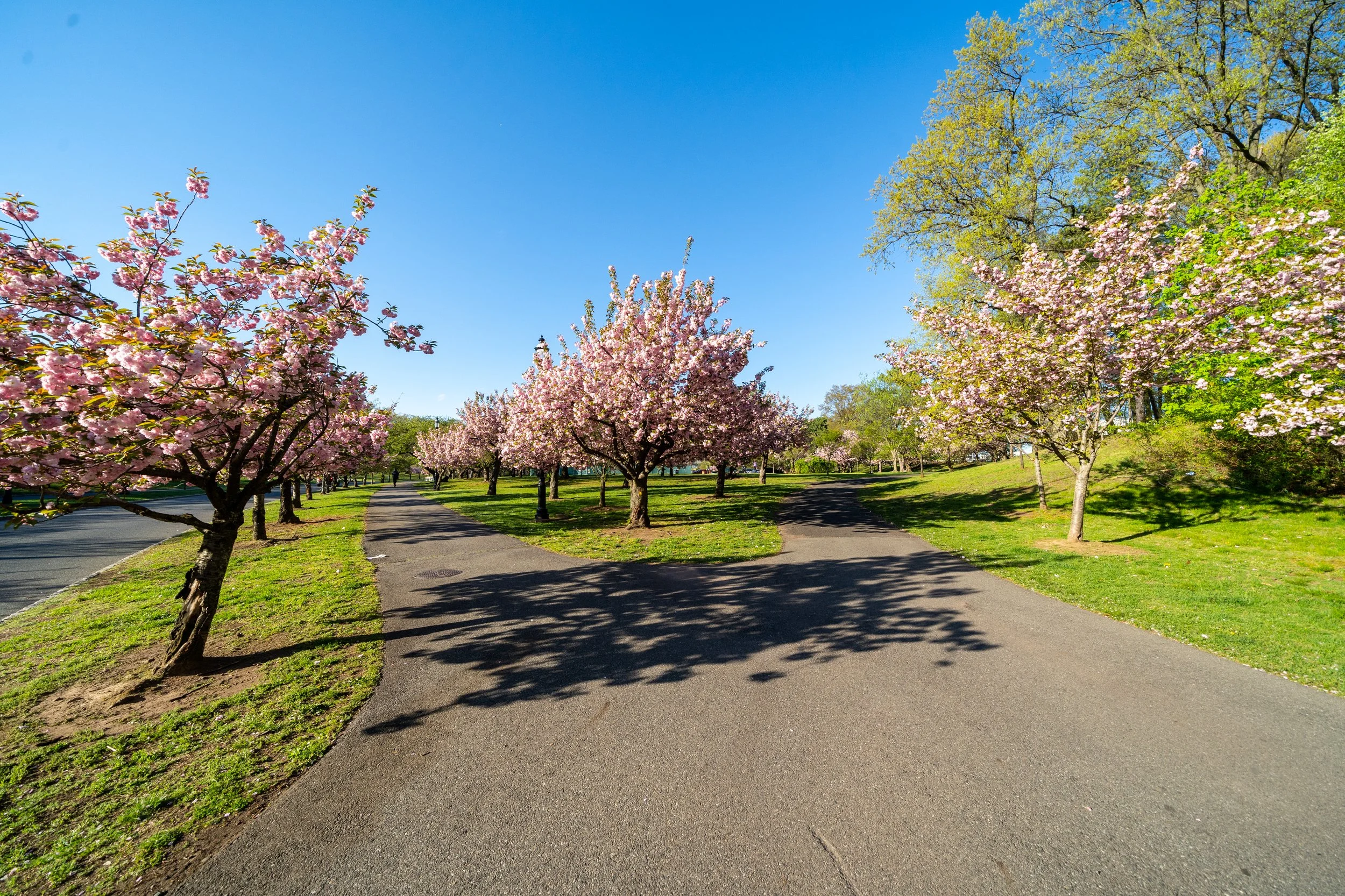 A park with cherry blossom trees lining a paved pathway on a sunny day with clear blue sky.