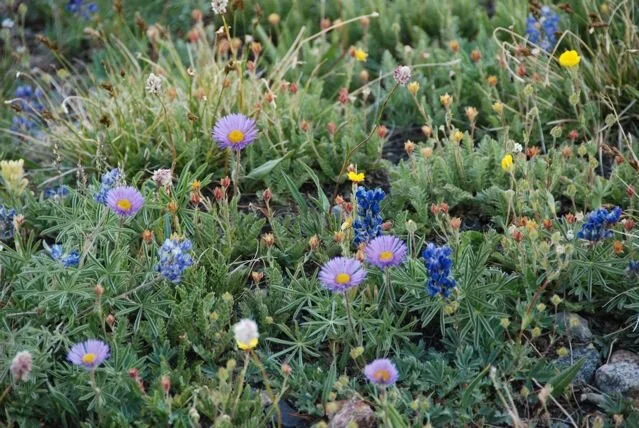 The Beauty of Pollination