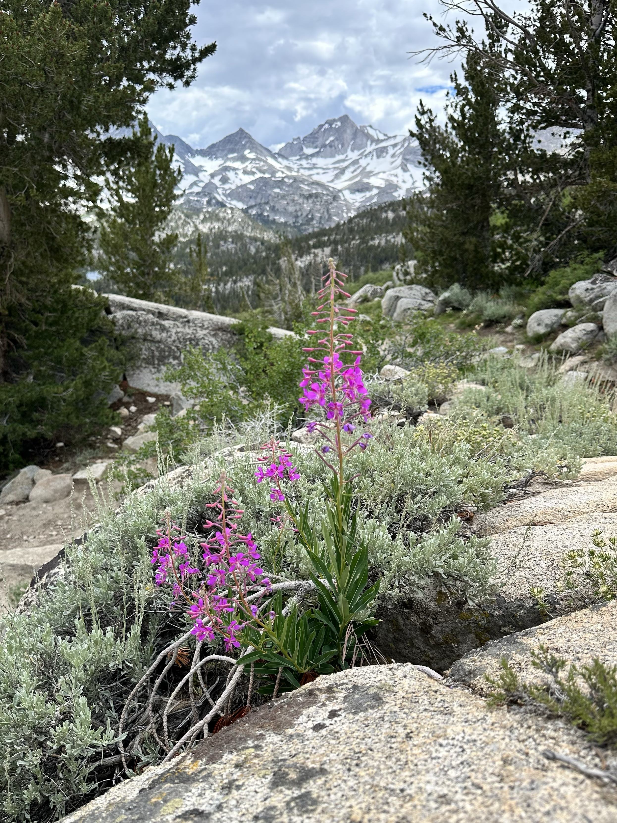 A pretty scene with Fireweed (Chamaenerion angustifolium) heading to Mono Pass ©THD