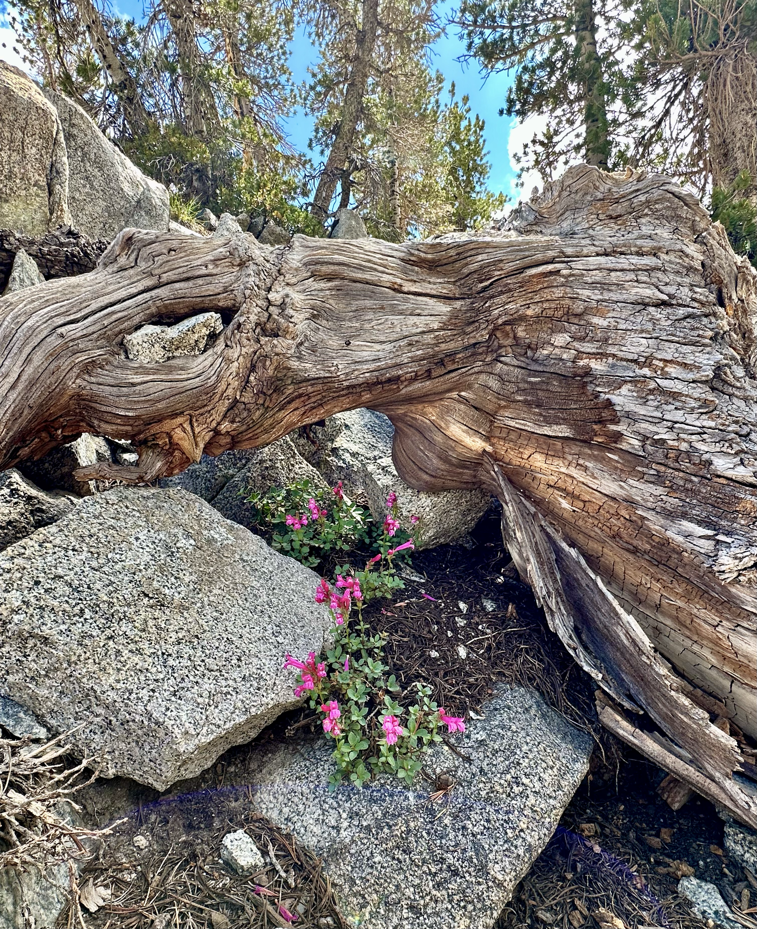 Penstemon newberryii in the Eastern Sierras (California) ©THD