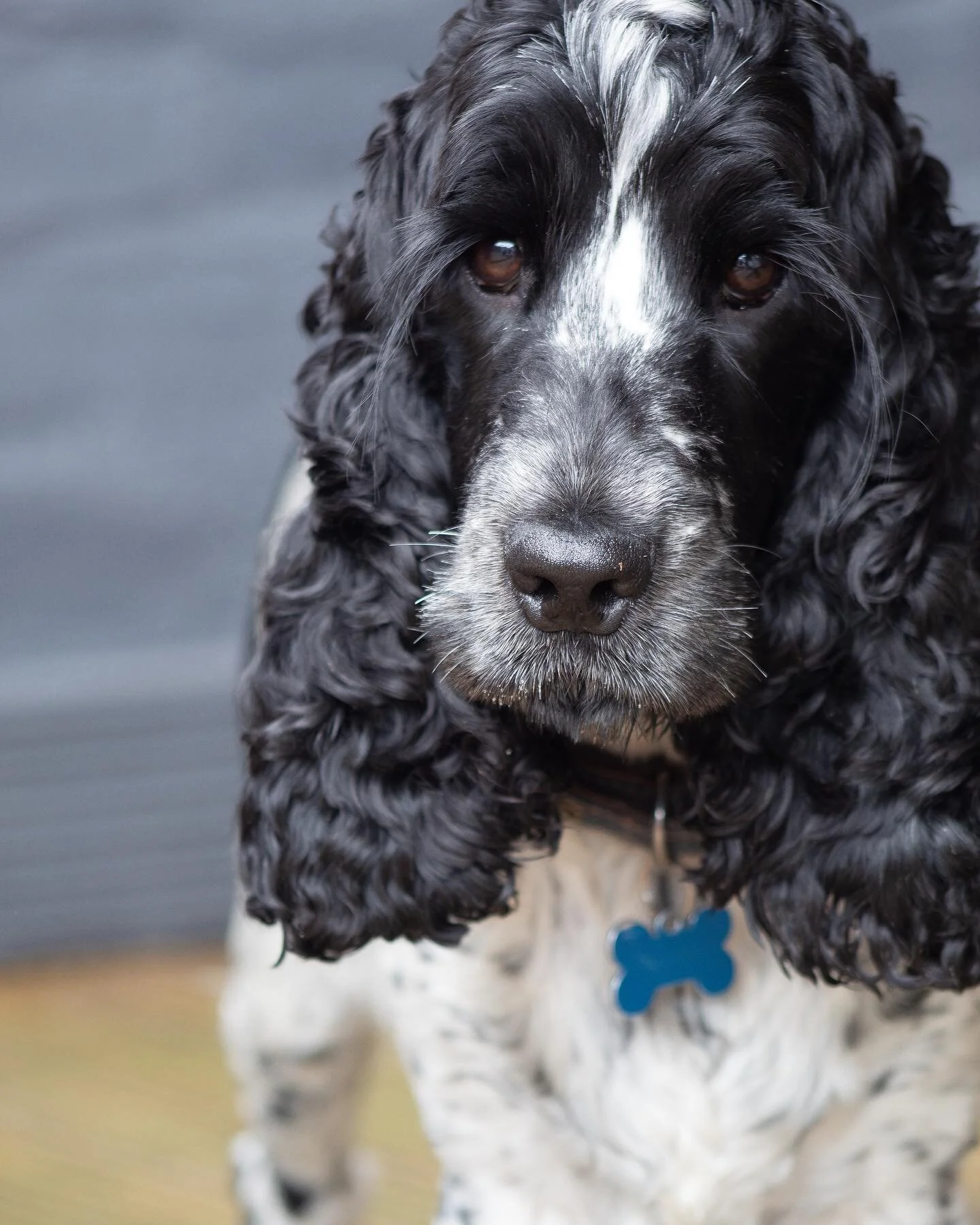 Just a couple of the photos I was hired to take of my clients gorgeous blue roan cocker spaniel, Merlo. Never had a dog so happy to have it's picture taken such a posing pup!  #petportraiture #cockerspaniel #Professionalphotography #dogs #merlo #phot