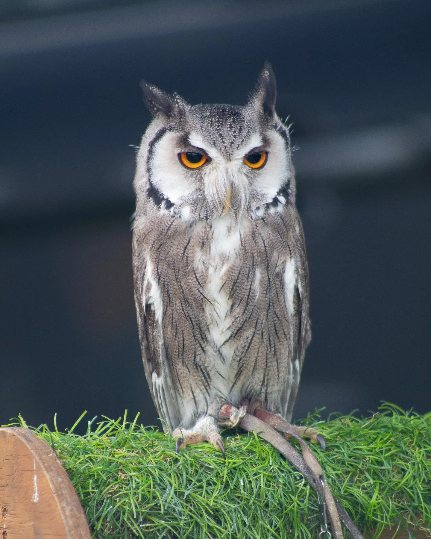 Birds of prey at the Honley agricultural show 🦅 #agriculture #honley #honleyagriculturalshow #photography #birdphotography #birdsofprey #owl