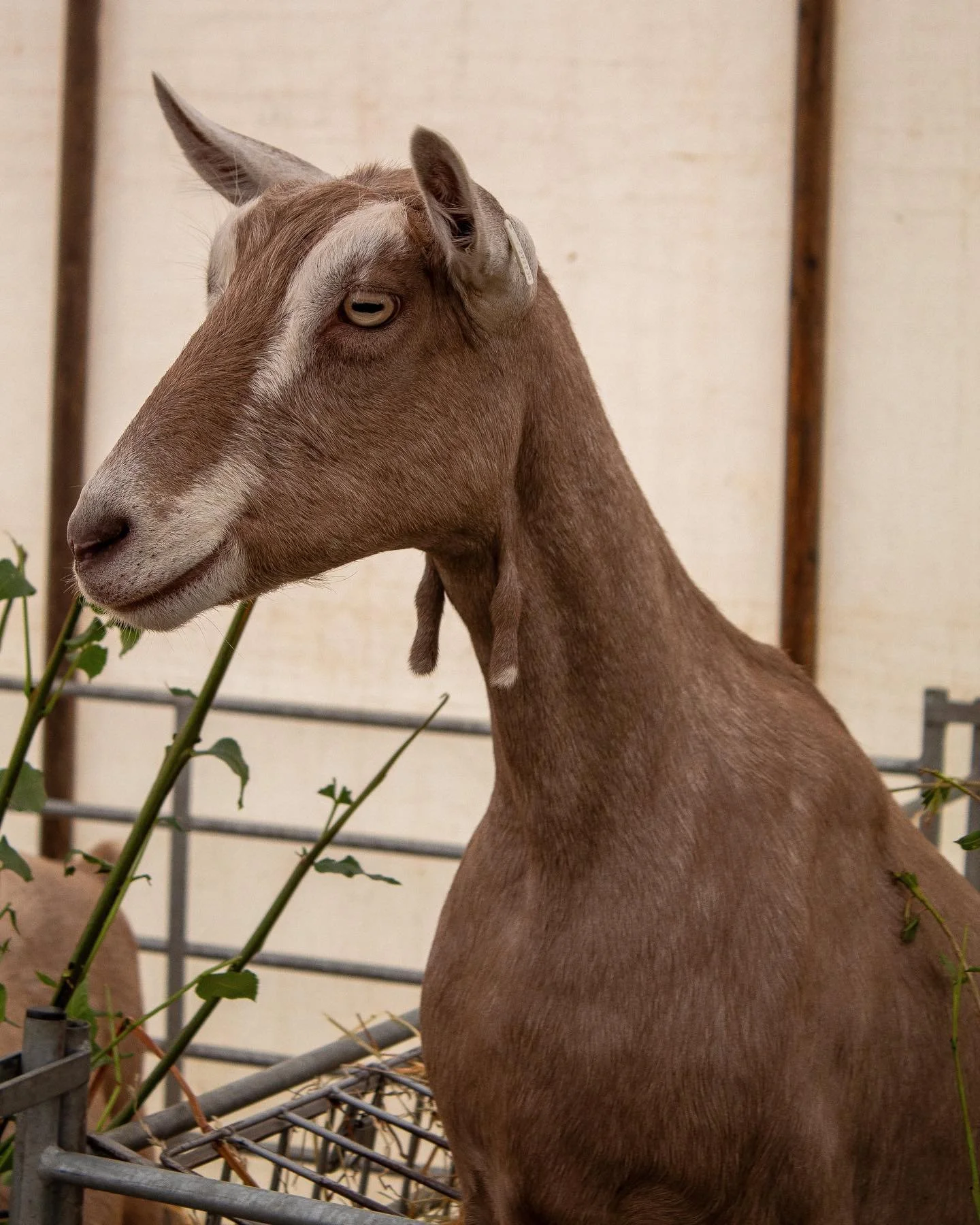 Gorgeous Goats 🐐 #animals #goat #photography #animalphotography #honley #honleyshow #agriculture #farm #farmanimals #professionalphotographer