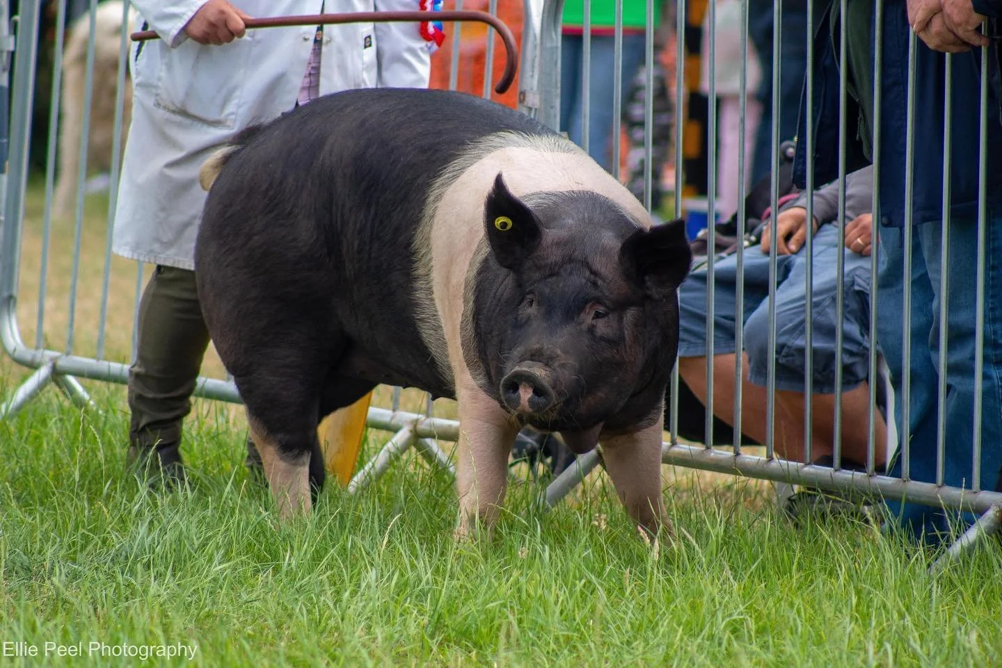 Prize wining pigs 🐷 #pigs #pig #photography #animalphotography #farm #farmanimals #showpigs #honley #honleyshow #2023