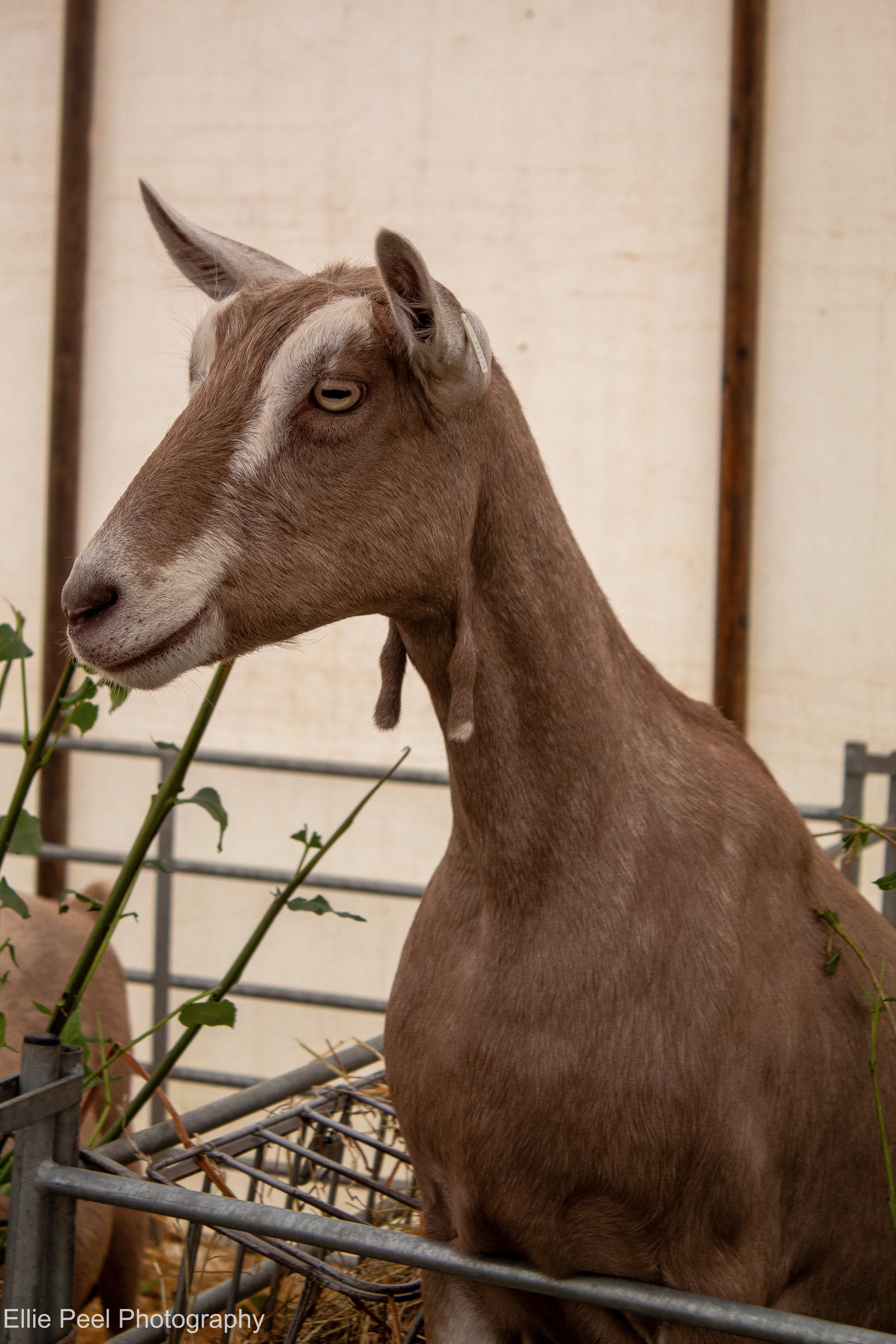 Goats 2.jpg
