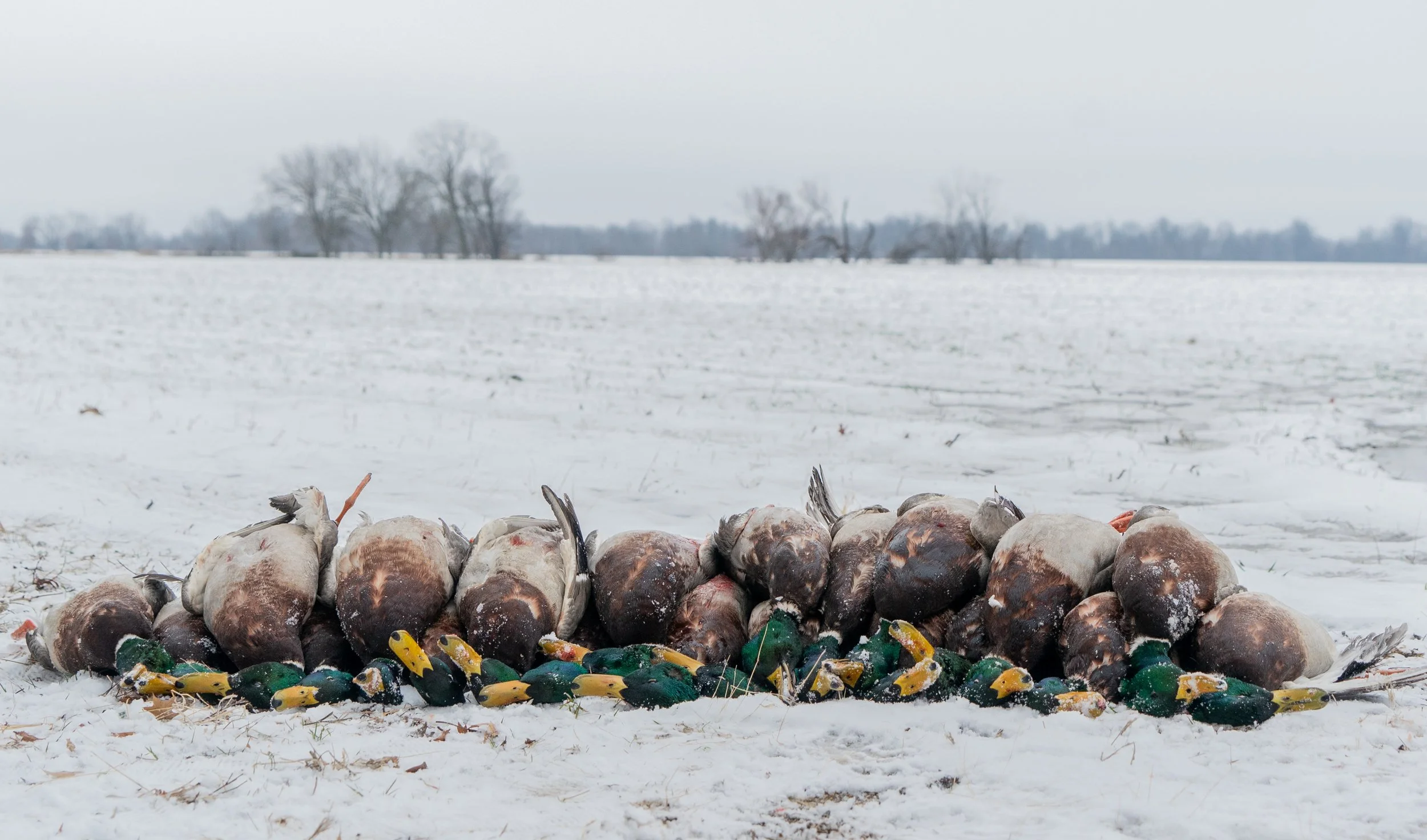 Dakota Duck Camp North Dakota Duck Hunting