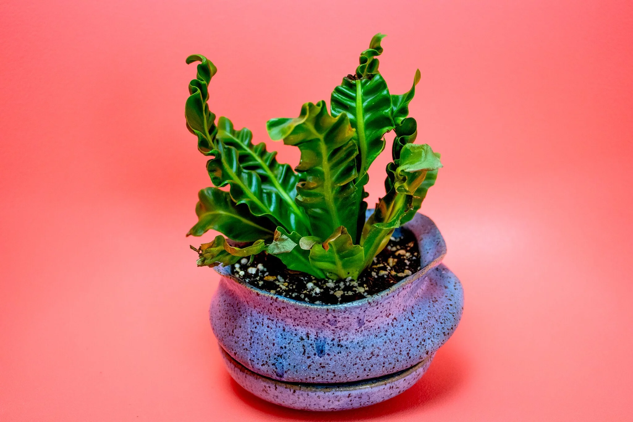 PlantCeramic_20200322_126-Edit (1).jpg