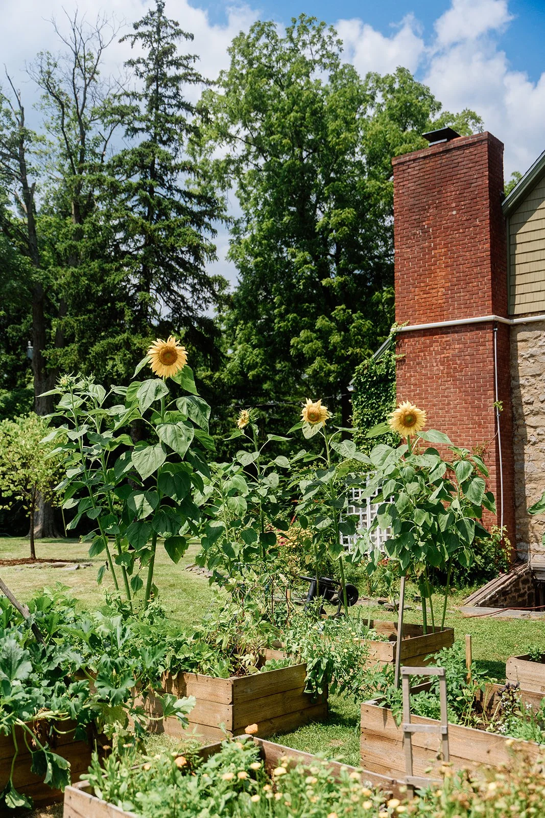 Sunflowers growing in wooden garden beds in a backyard with large green trees and a brick chimney in the background.