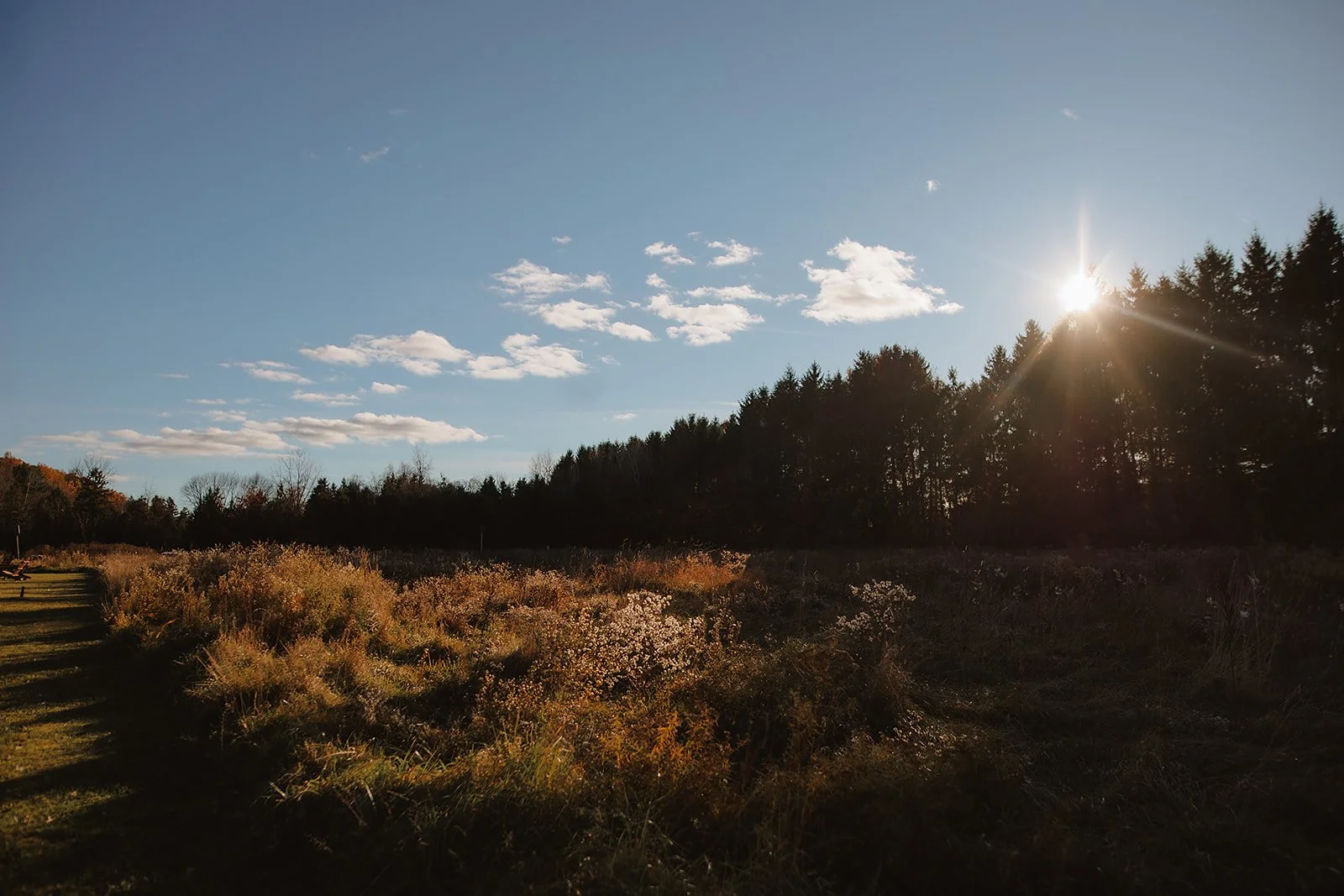 A wild meadow framed by a ridge of evergreen trees at Catskills wedding venue Black Walnut Farm