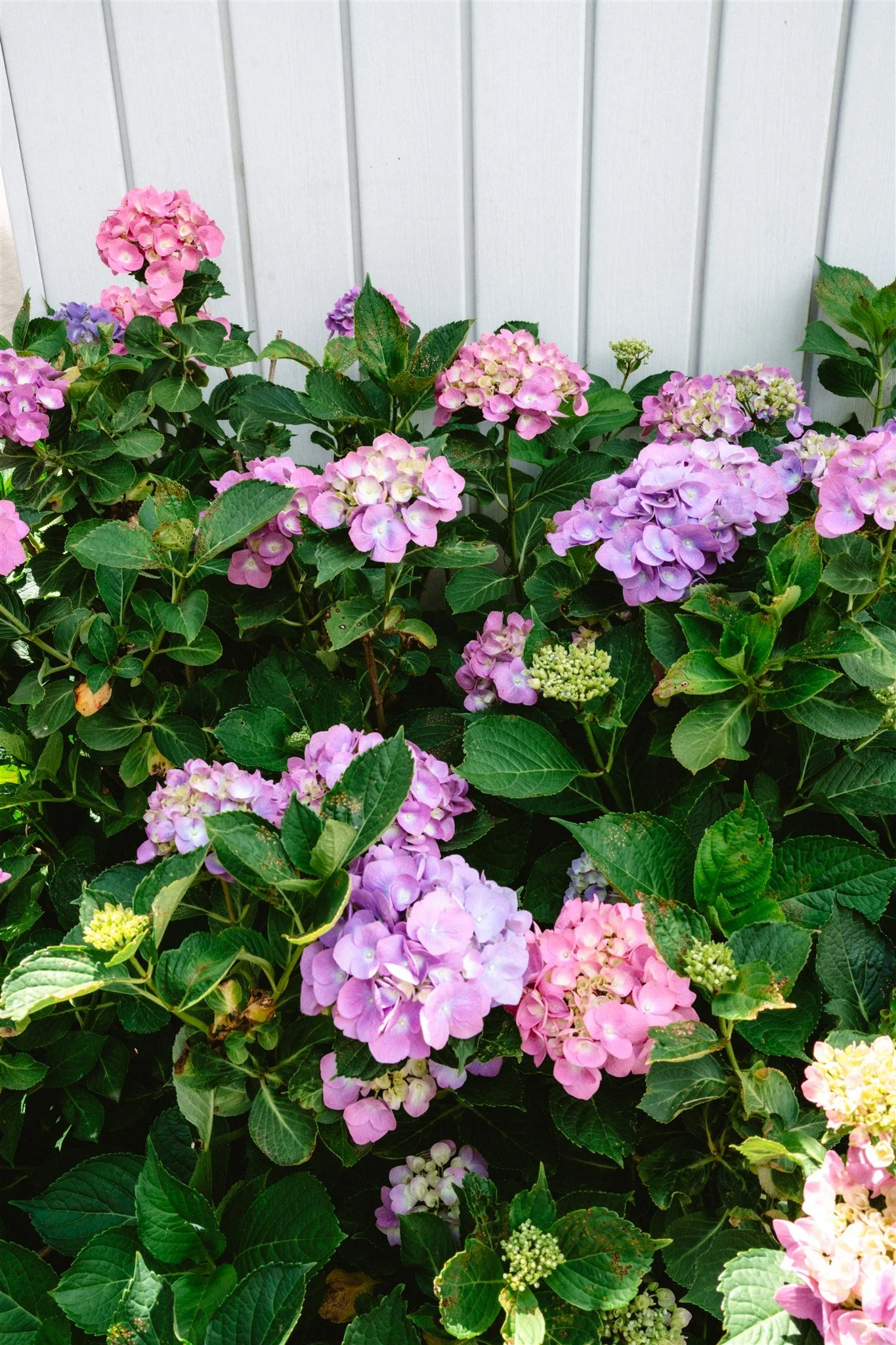 A cluster of pink, purple, and white hydrangea flowers with green leaves against a white wall.