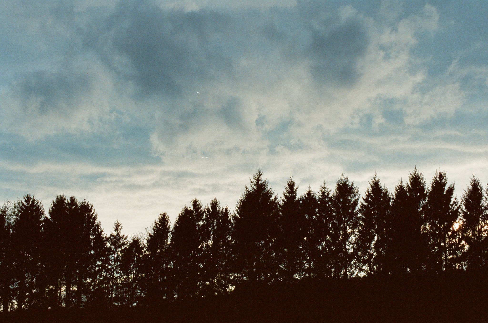 Silhouetted pine trees against a cloudy sky at sunset.