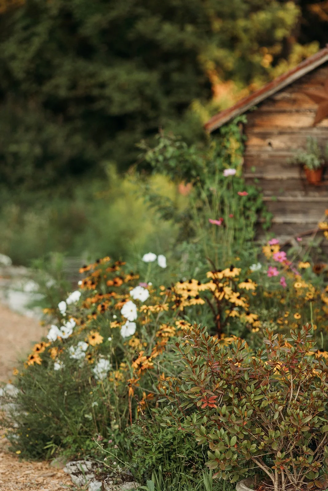 A garden with colorful flowers, including white, yellow, pink, and orange blooms, alongside a wooden shed with potted plants on its wall, surrounded by greenery.