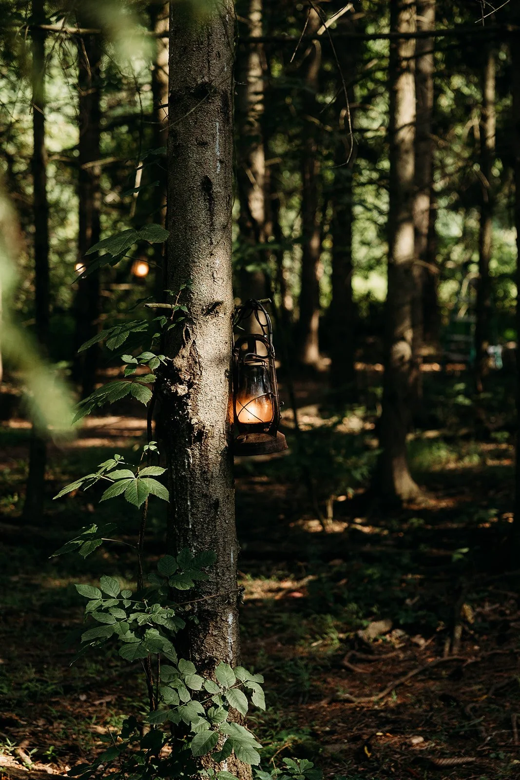 A lantern hanging on a tree in a forest with green leaves and trees in the background.
