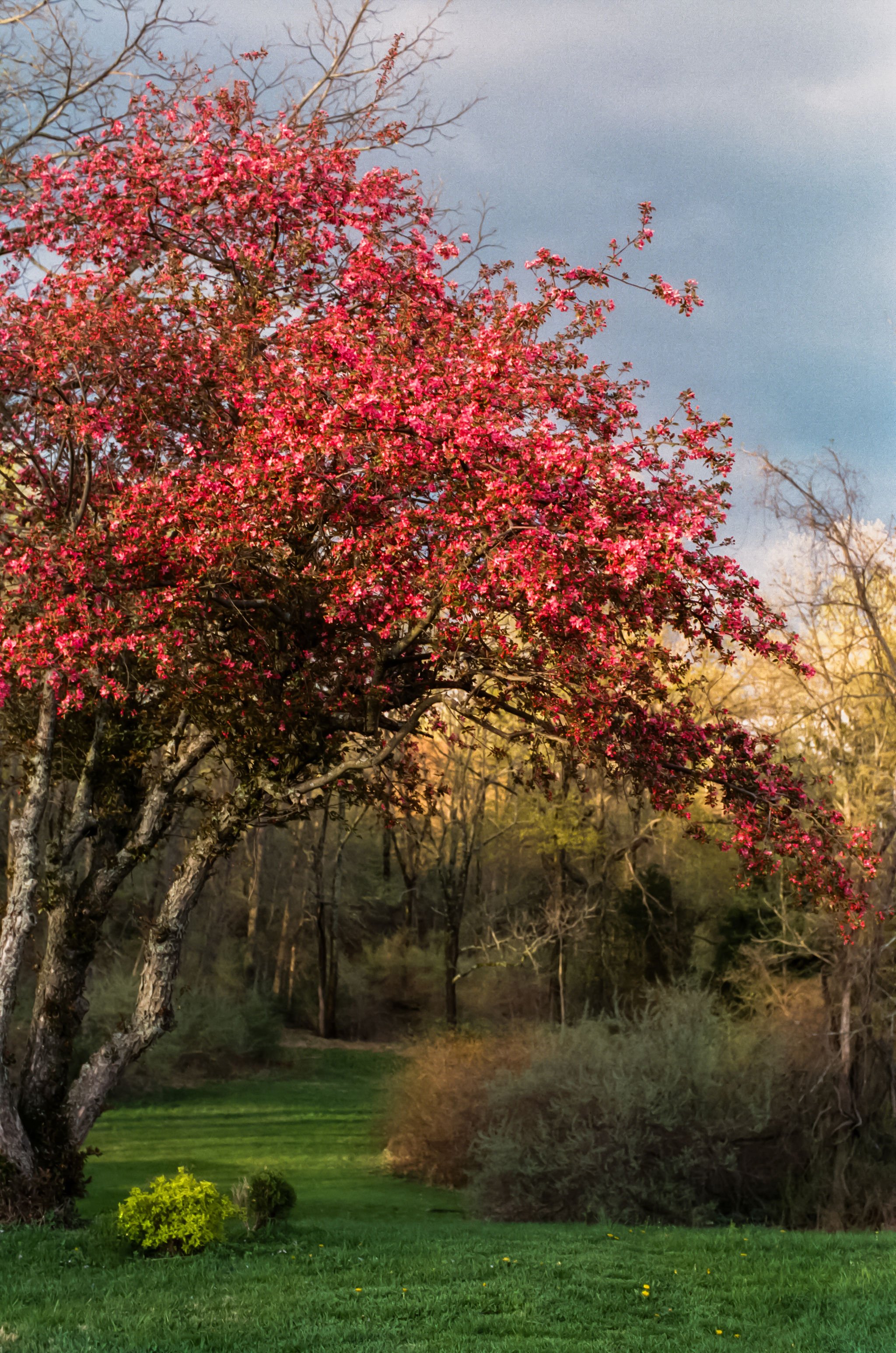 A vibrant pink flowering tree in full bloom stands in a grassy area with a backdrop of a wooded forest, blue sky, and some leafless trees.