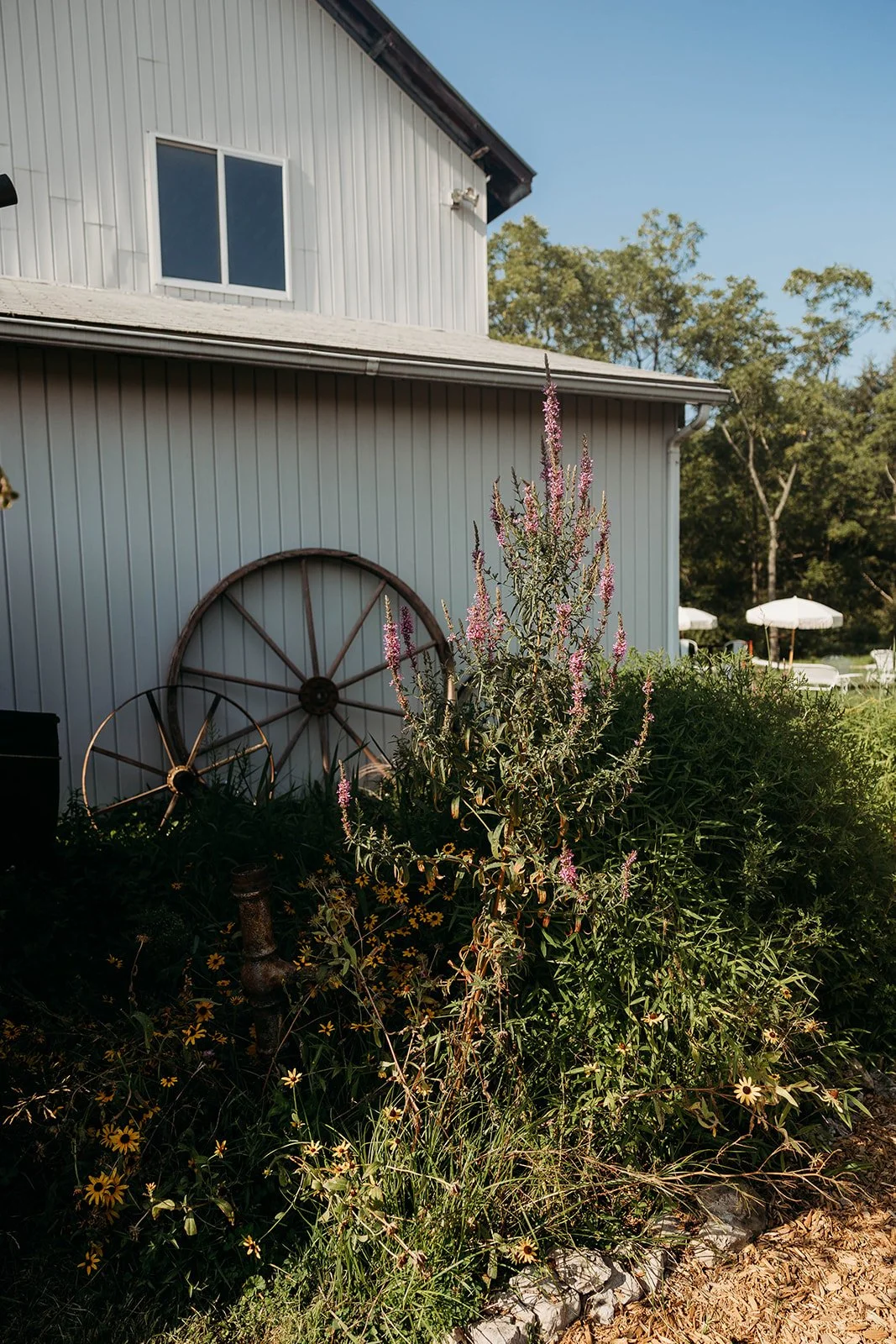 Front of a white house with a window, garden bed with pink flowering plants, yellow daisies, and old wagon wheels leaning against the house, with outdoor seating and umbrellas in the background.