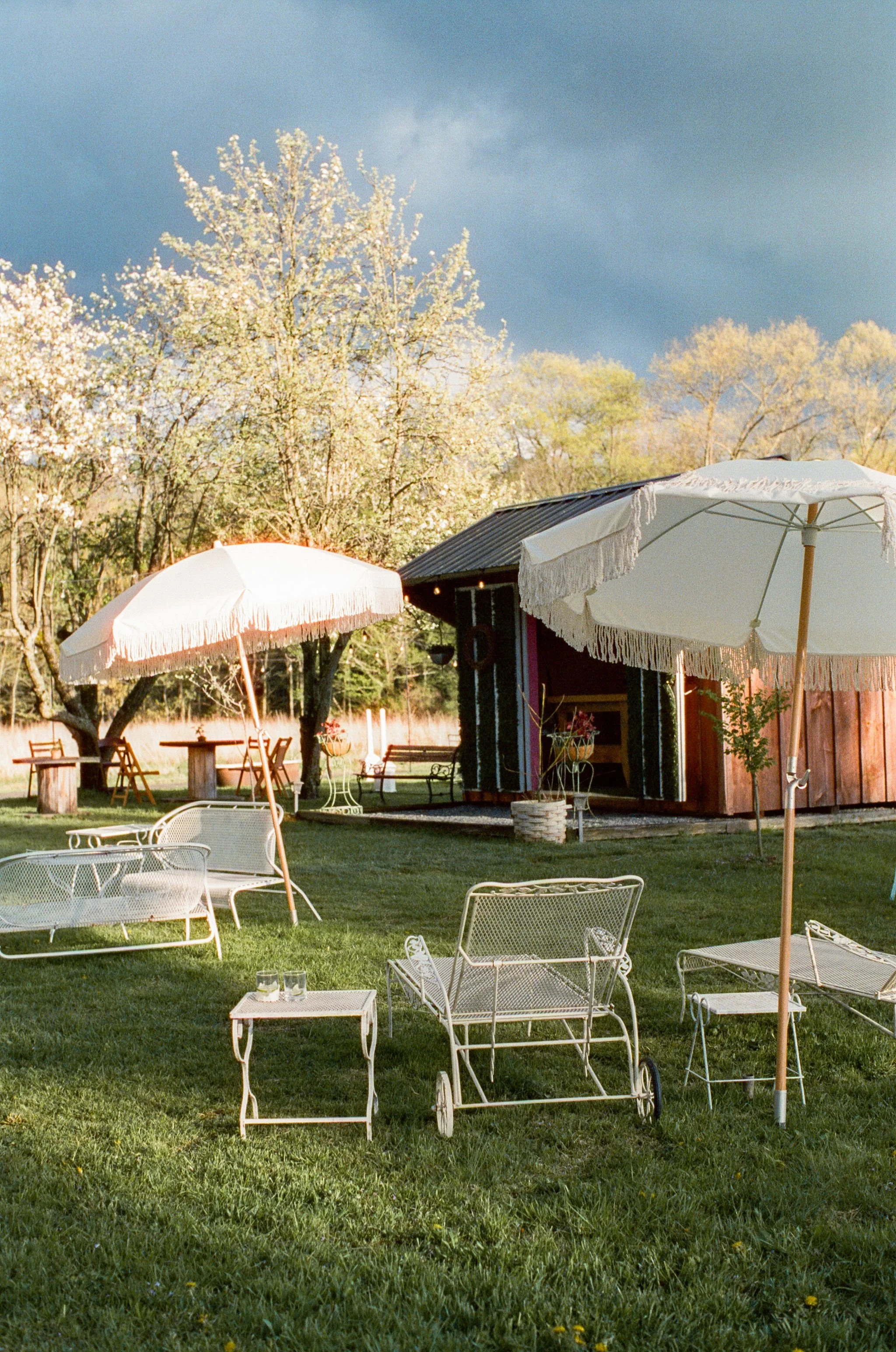 Outdoor seating area with white chairs and umbrellas, a small table with glasses, and a barn-like shed in the background on a grassy lawn with blooming trees and a dark sky.